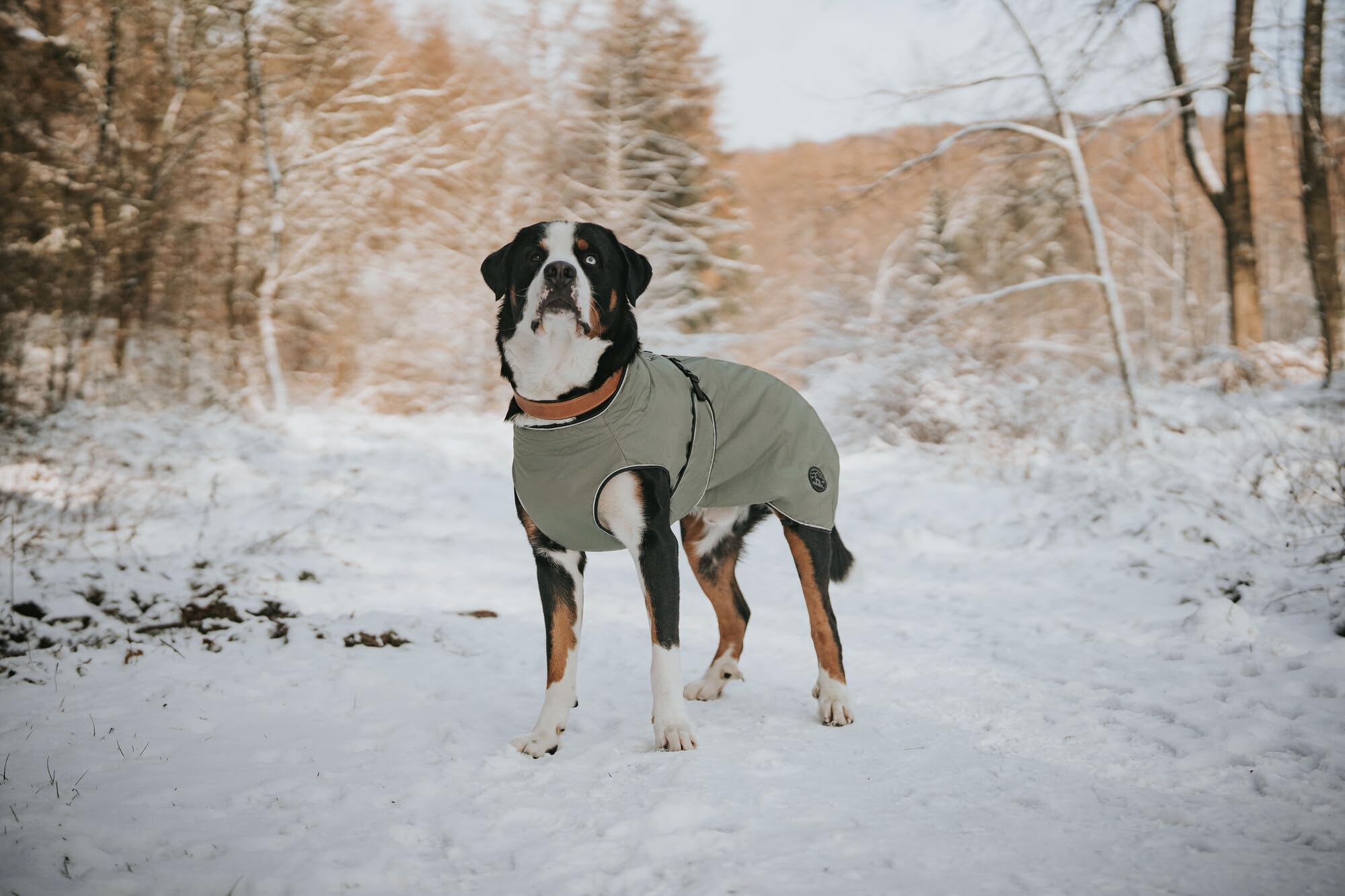 Hunter Uppsala - Abrigo para Perro (32,5 cm), Color Caqui