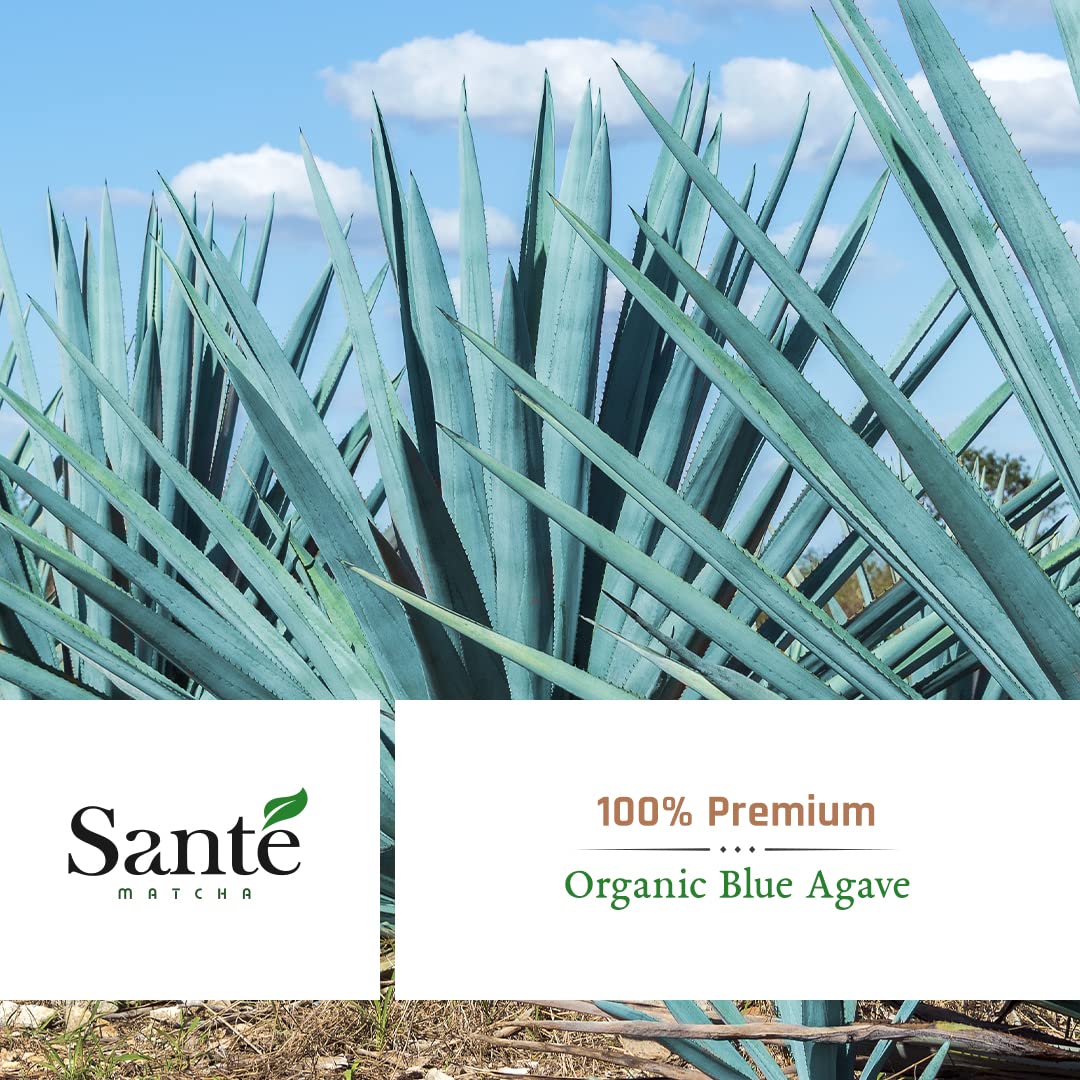 Sant Matcha Agave Ceremonial Grade Japanese Matcha with Organic Agave First Harvest from Aichi Prefecture 1LB for Lattes — view 7