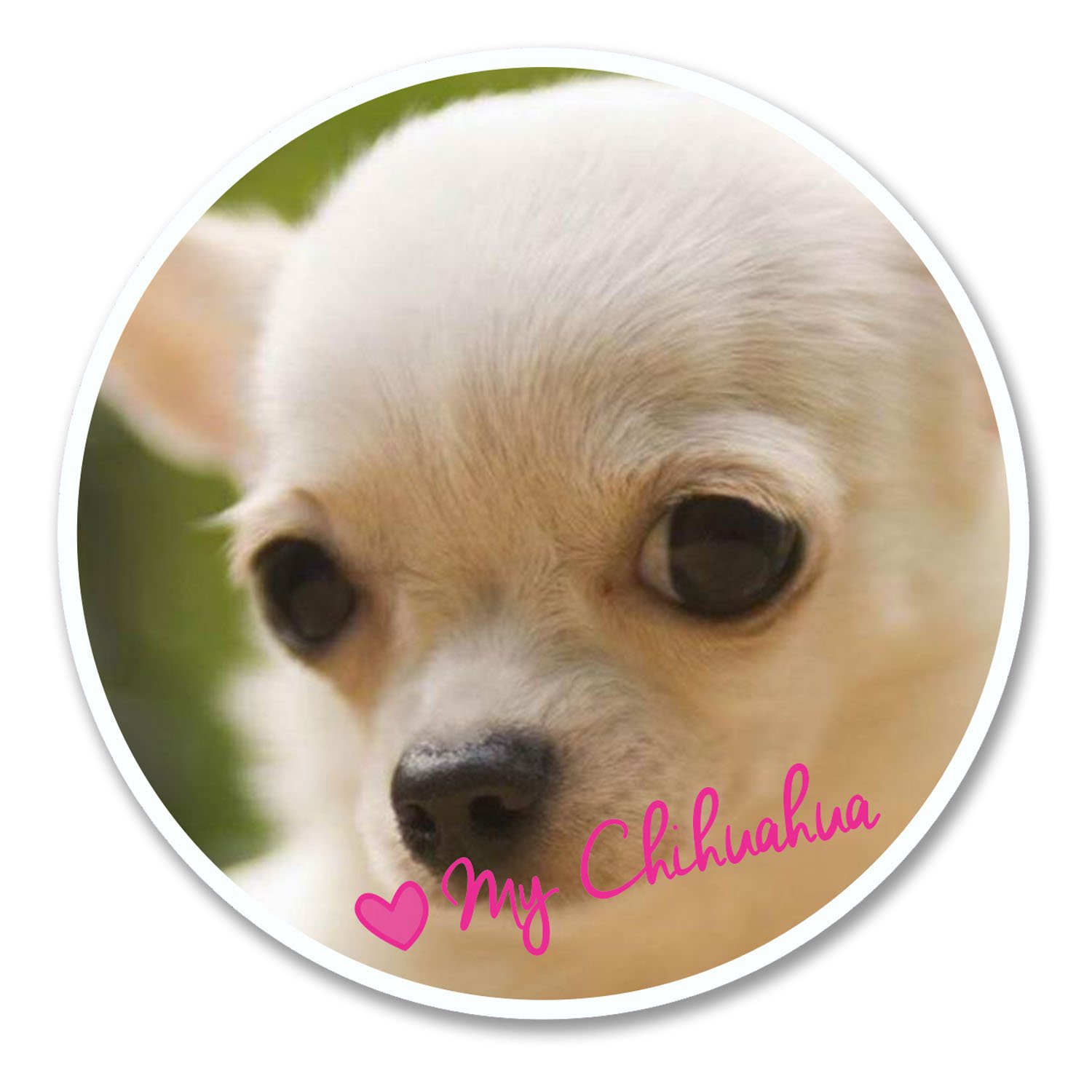 2 x 10cm Pretty Chihuahua Dog Sticker Decal Tablet Laptop Car Fun Animal #6134 (10cm x 10cm)