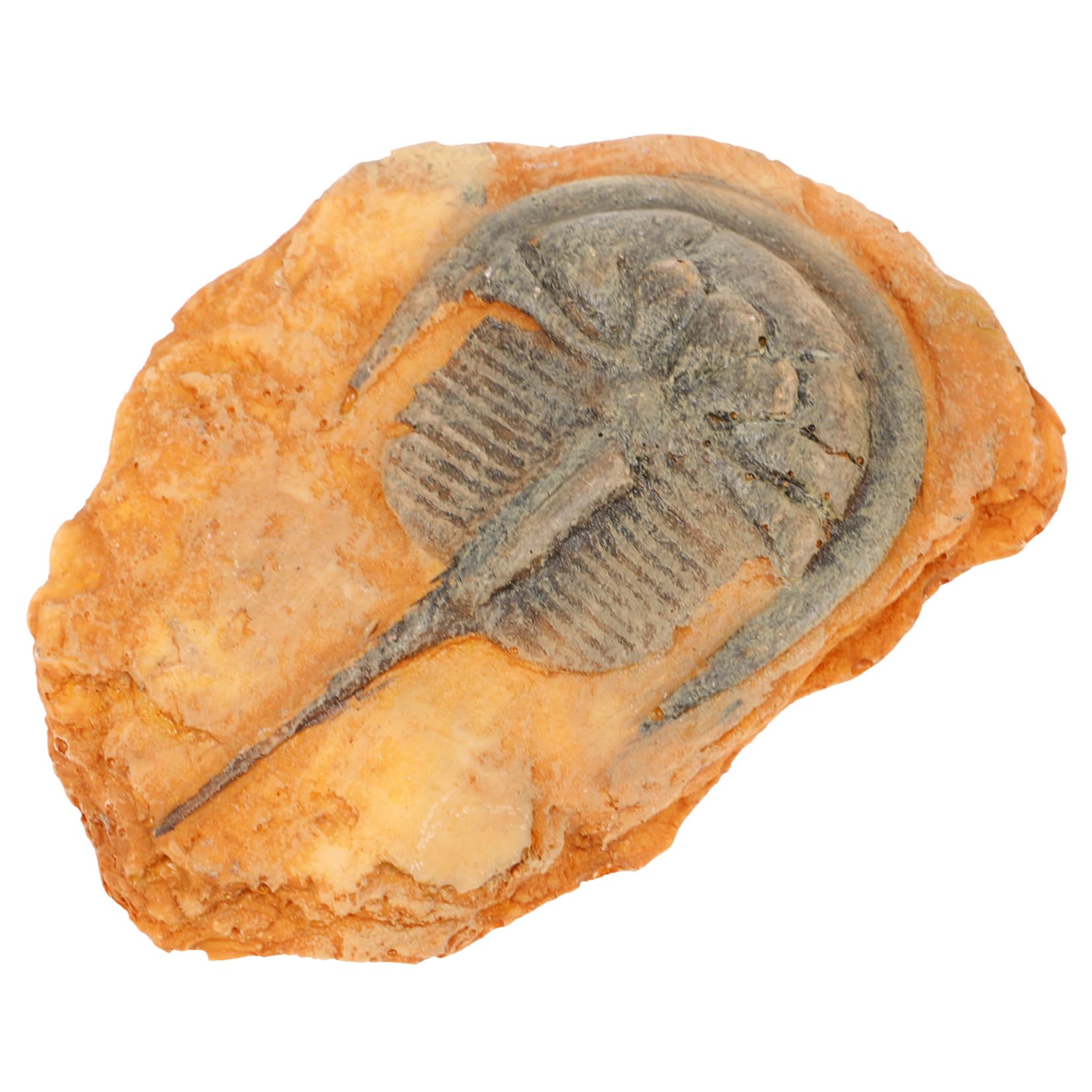 HOMOCONO Insect Insect for Science Teaching Insect for Teaching Paleontological Insect Decoration Teaching Insect Paleontological Specimen Insect Specimen for Teaching Resin