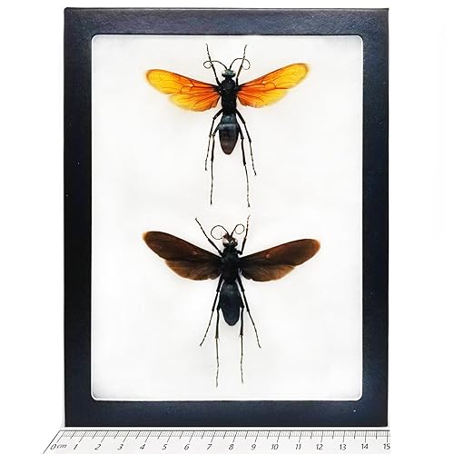 BicBugs Pepsis formosa ORANGE + BLACK FORMS tarantula hawk wasp Arizona USA FRAMED