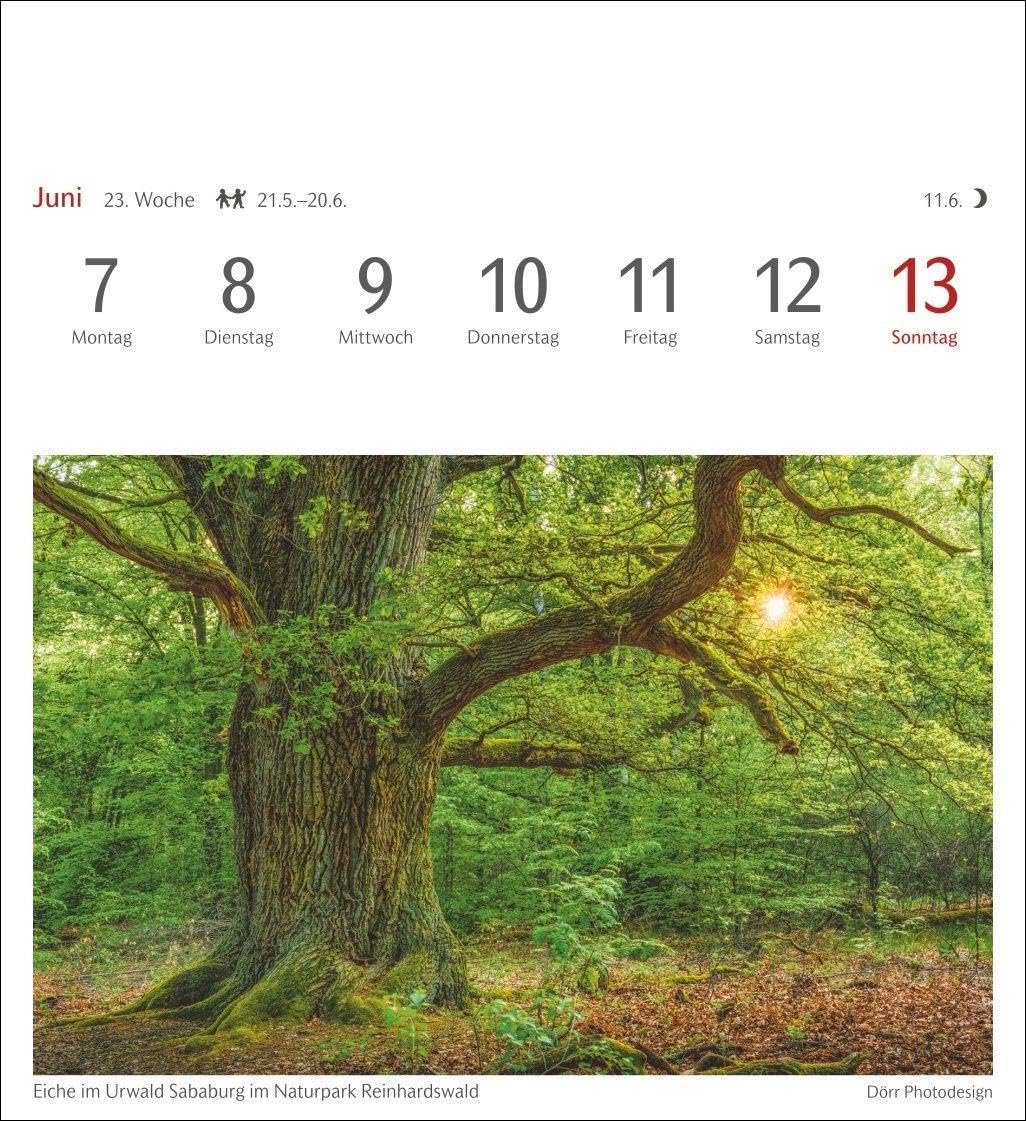 Bäume Postkartenkalender 2027 - Wochenkalender mit 53 Postkarten: Fotokalender mit 53 Postkarten zum Sammeln und Verschicken. Dekorative ... Fotografen. Wochen-Tischkalender 2027