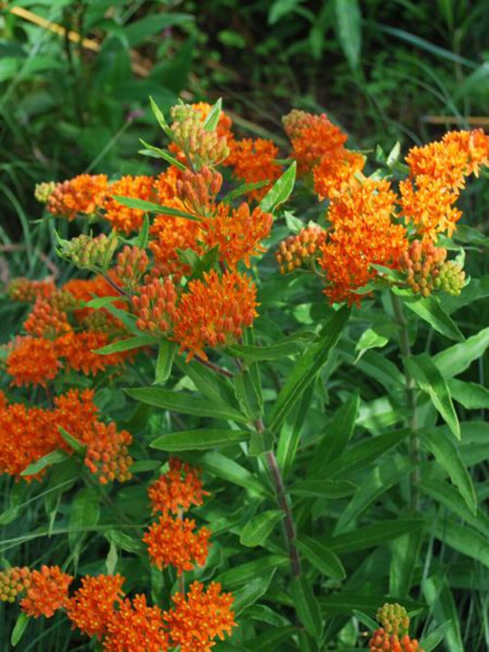 Perennial Farm Marketplace (Butterfly Weed) Perennial, Size-#1 Container Asclepias tuberosa, Orange Flowers