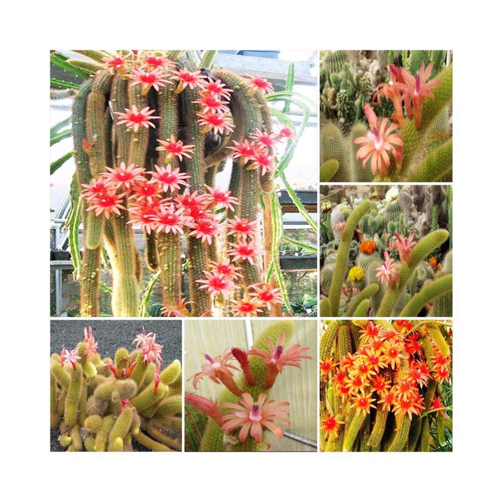 Seeds. Bonsai Hildewintera Aureispina * Cleistocactus Window * Monkey Cactus Tail * 50pcs / Pack