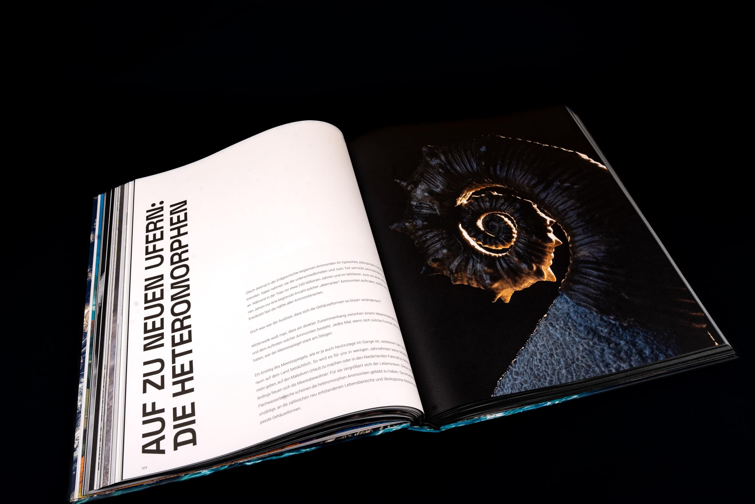 Ammonite Masterpieces - DEUTSCHE AUSGABE