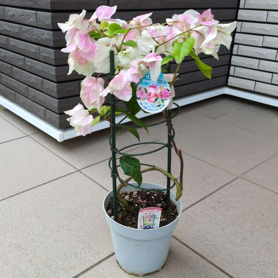 Amazon.co.jp: 希少品種 花苗 ブーゲンビリア ブーゲンビ サンパフェ