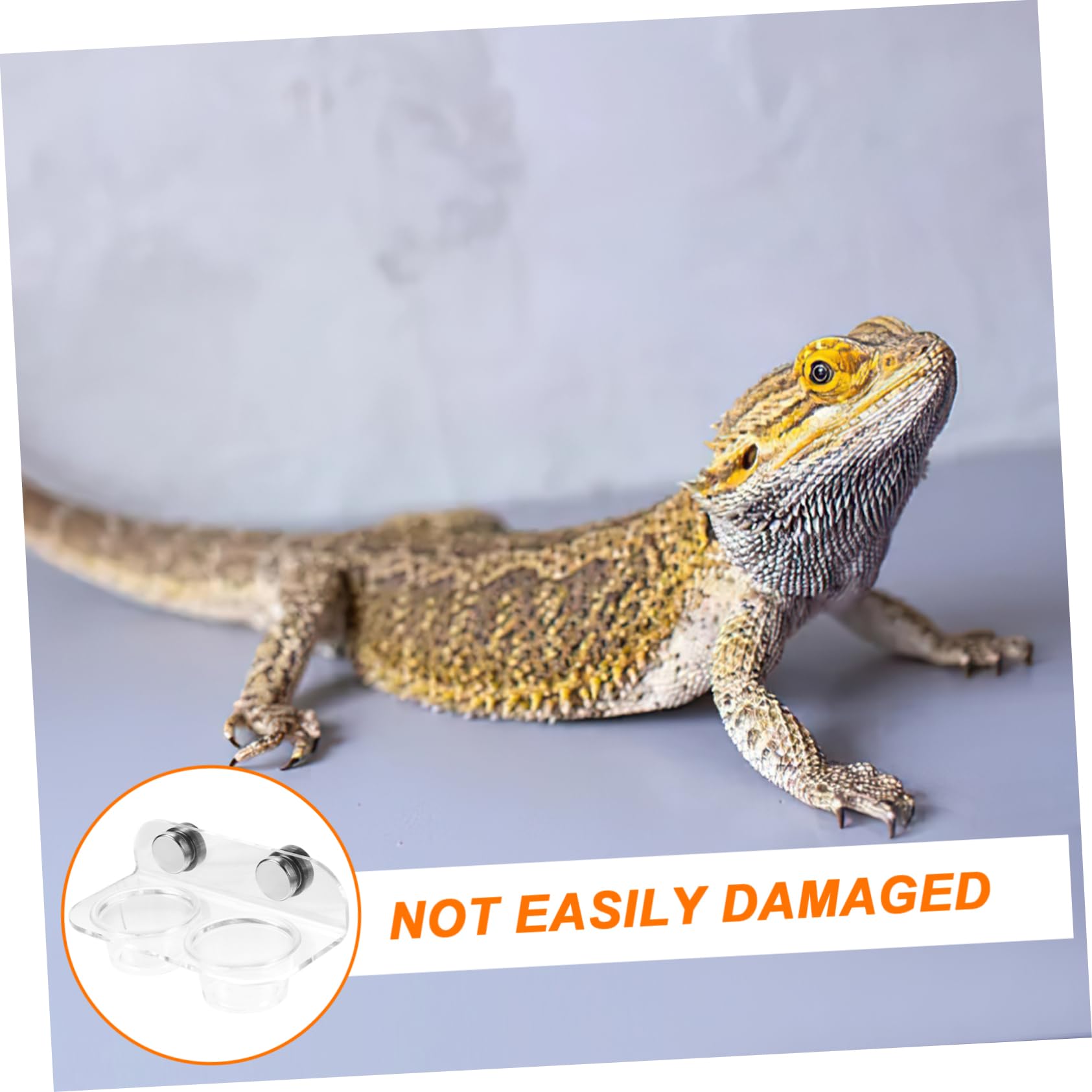 Kisangel 5juegos Cuenco De Alimentación Magnético para Reptiles y Arácnidos Plato De Comedero y Bebedero para Lagartijas y Arañas Diseño Estable y Fácil De Limpiar y Práctico para