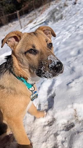 Deshedding Dog Brush for Short/Medium Hair (Medium,Red) — packaging and what arrives in the box