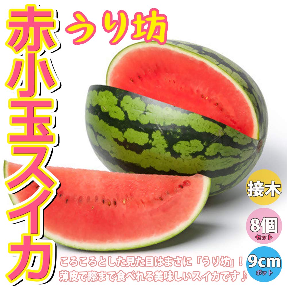 Amazon.co.jp: ITANSE 赤小玉まくらスイカ うり坊【野菜苗