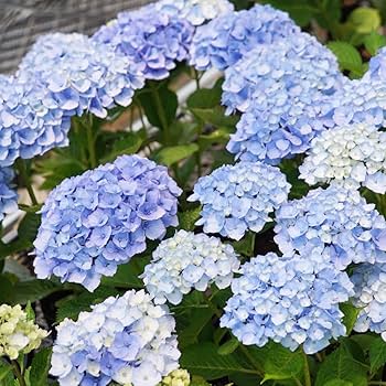 紫陽花 ブルーと紫 夕夏さま専用です 楽天市場】【数量限定】紫陽花 ネイビーブルー 5号鉢 鉢植え