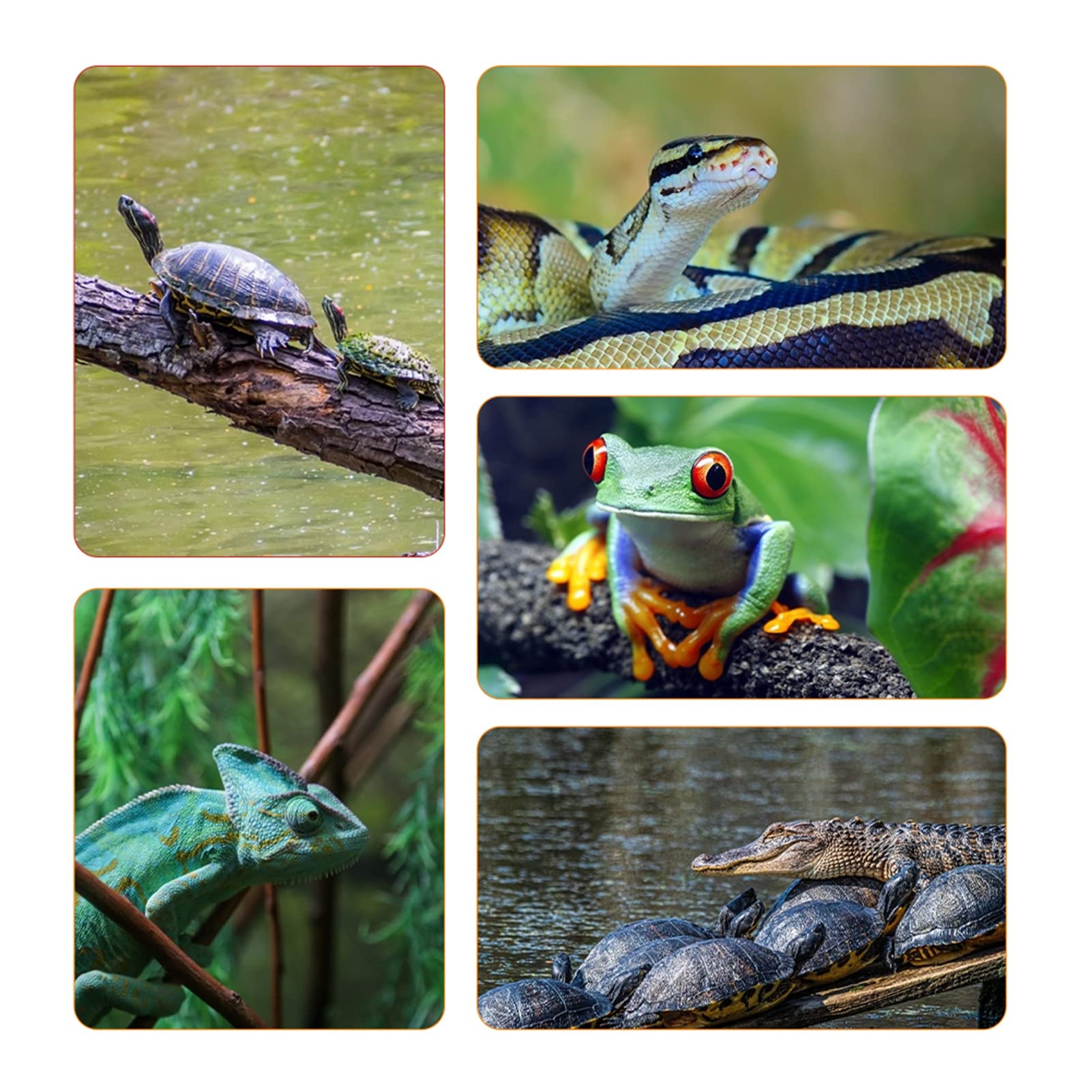 Mini Cyfrowy Termometr Higrometryczny Wewnętrzny Monitor Temperatury Powietrza Z Dużym Wyświetlaczem Lcd I Podświetleniem Dla Gadów (Czarny)
