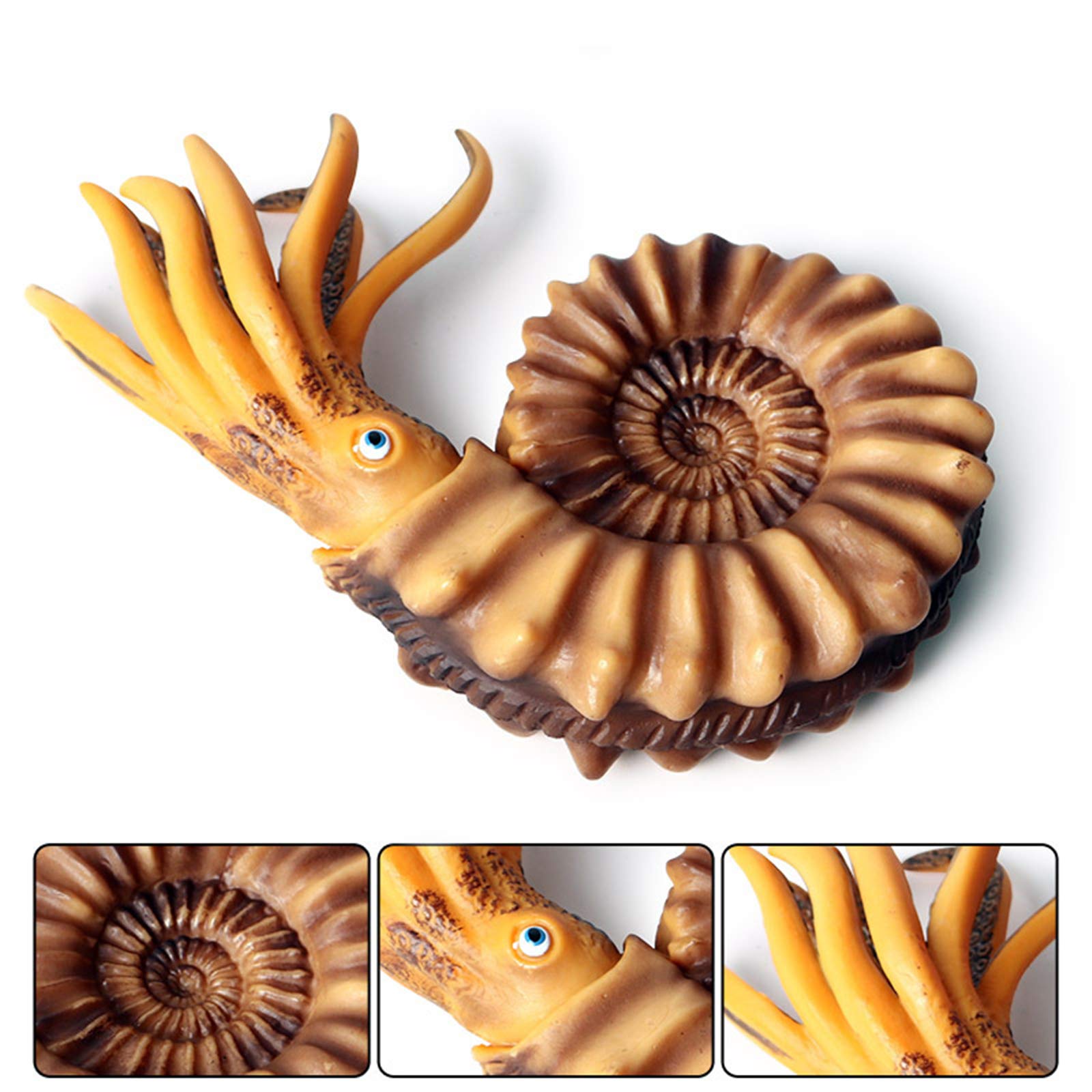 Amazon | Eden Toys オウムガイ 鸚鵡貝 動物 海洋 軟体動物 生きている