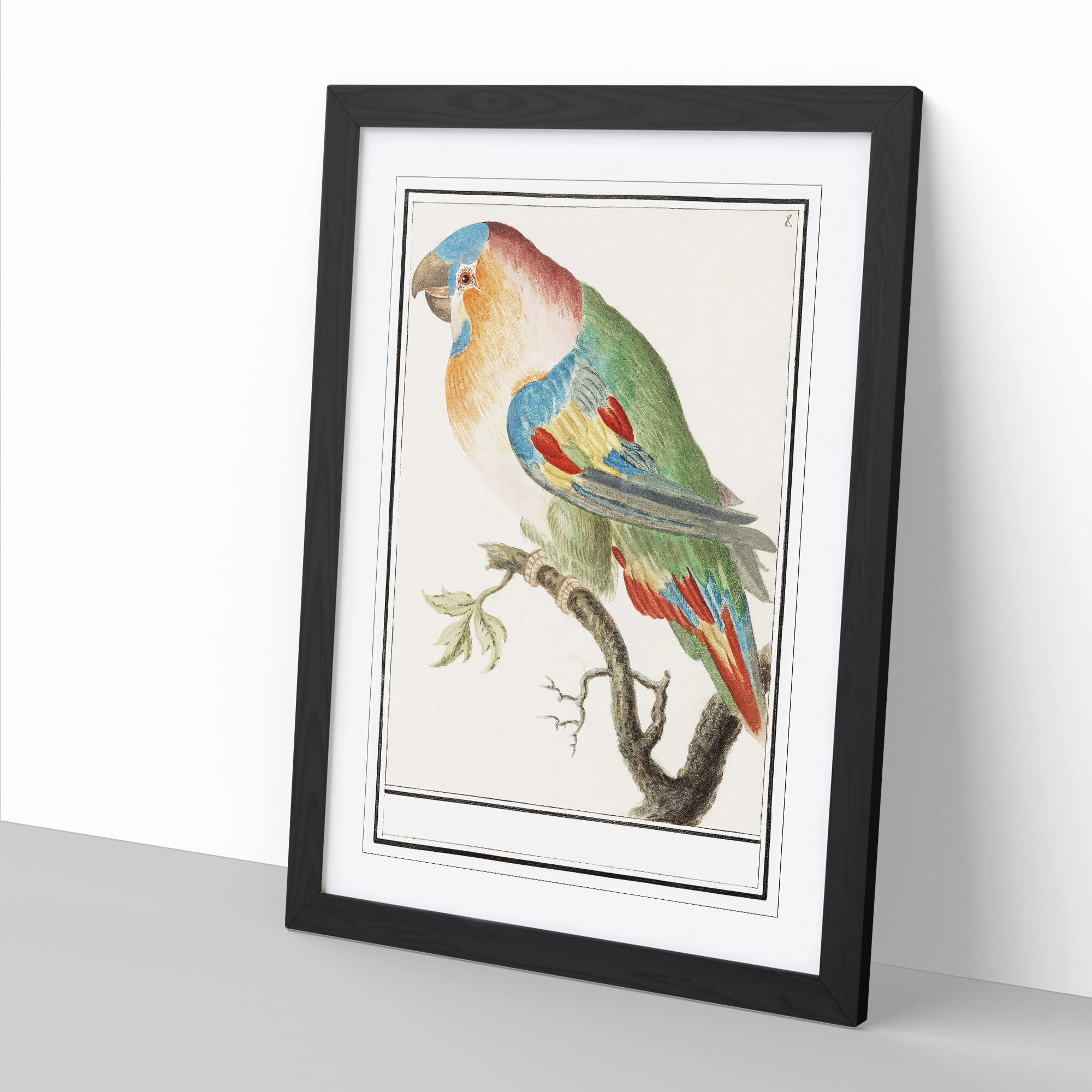 The Parrot By A.B. De Boodt Vintage Framed Wall Art Print, Ready to Hang Picture for Living Room Bedroom Home Office Décor - Image 3