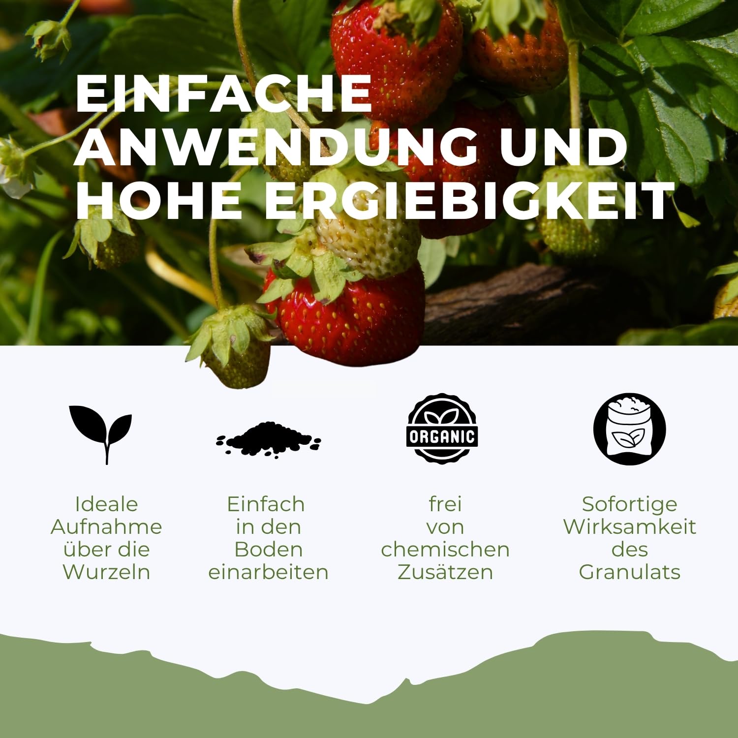 Flora Boost Mykorrhiza Bioaktivator Granulat 2,5 Liter I Natürlicher Bodenaktivator mit Mykorrhiza Pilzen & Lava-Granulat I Für starkes Wurzelwachstum, bessere Nährstoffaufnahme & gesunde Pflanzen