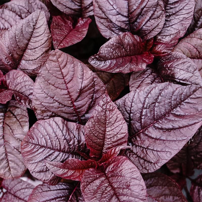 Miniatura 5 de Amaranto-Medianoche (500 Semillas)