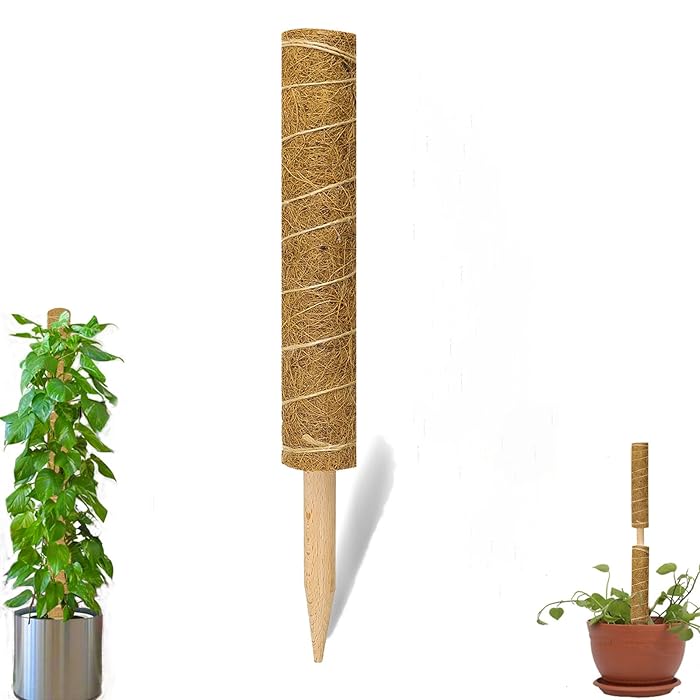 Buy BERNIE ANSEL 15 Inch Moss Pole Coir Totem Pole for Plant Support