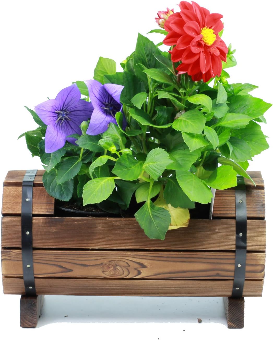 GOLDBEARUK Barrell Style Planters Natural Wood with Cast iron - 3 sizes (Small)