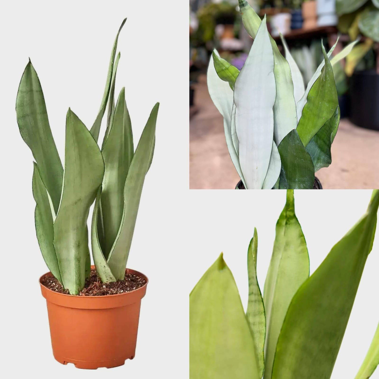 Snake Plant | Sansevieria | with coco peat and grow pot for homes and gardens (Moonshine) (Pack of 1 live plant)-image-38