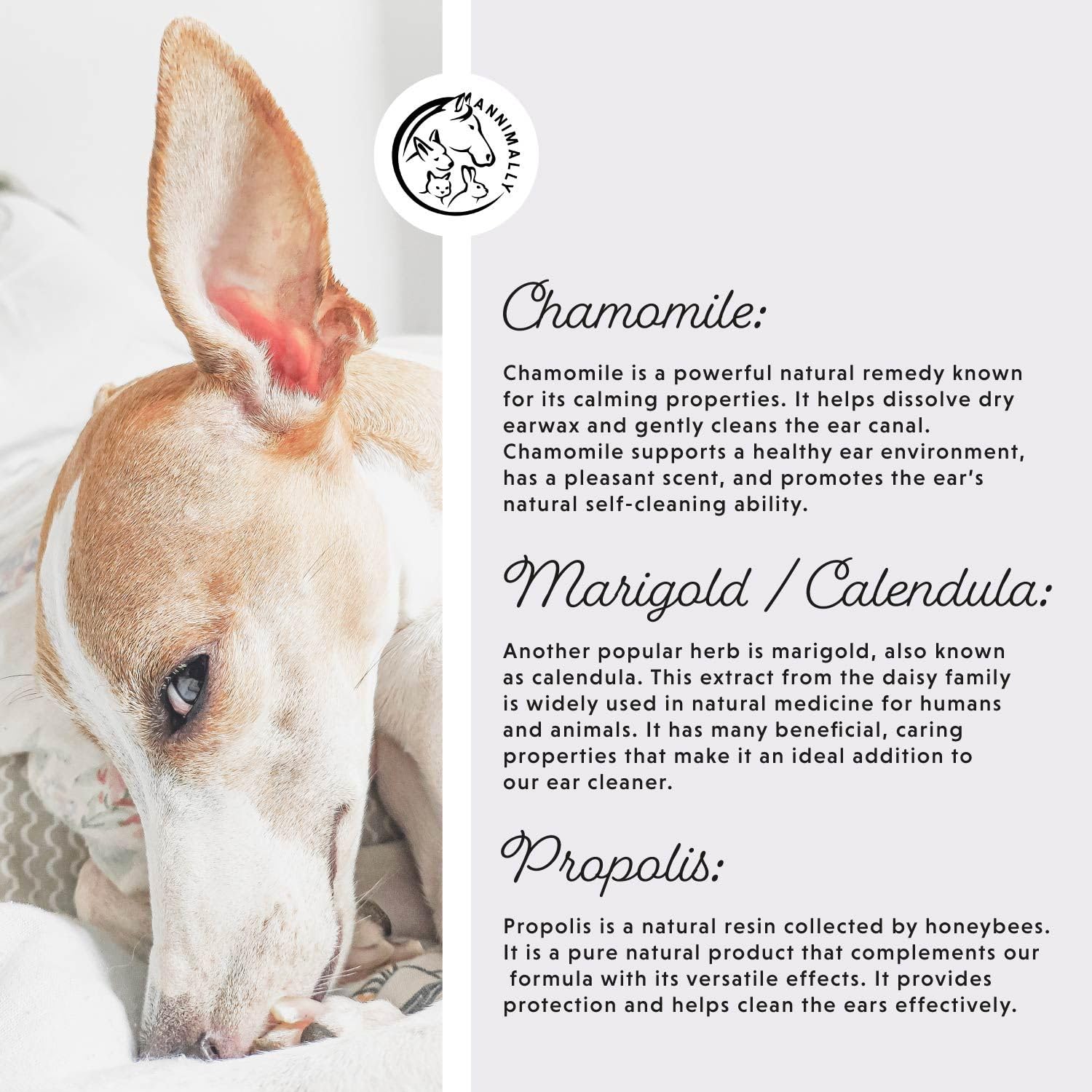 Annimally Dog ear cleaner & cat ear cleaner 250 ml, Natural dog ear drops with chamomile, calendula & propolis - Image 4