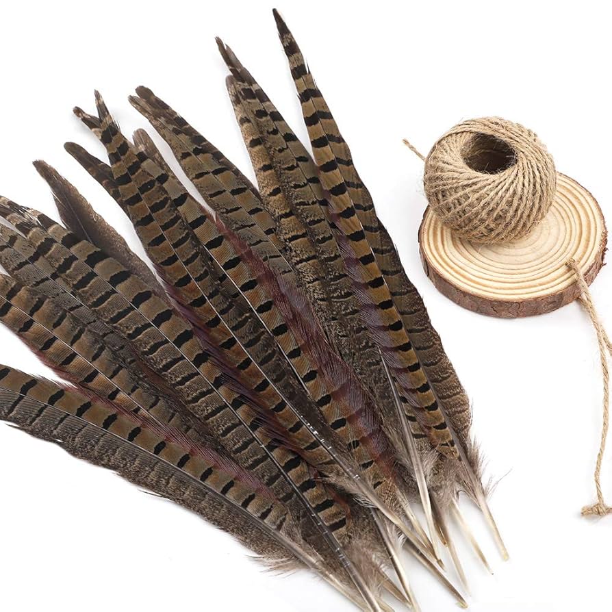 キジ尾羽　③標本 キジ尾羽 ③標本