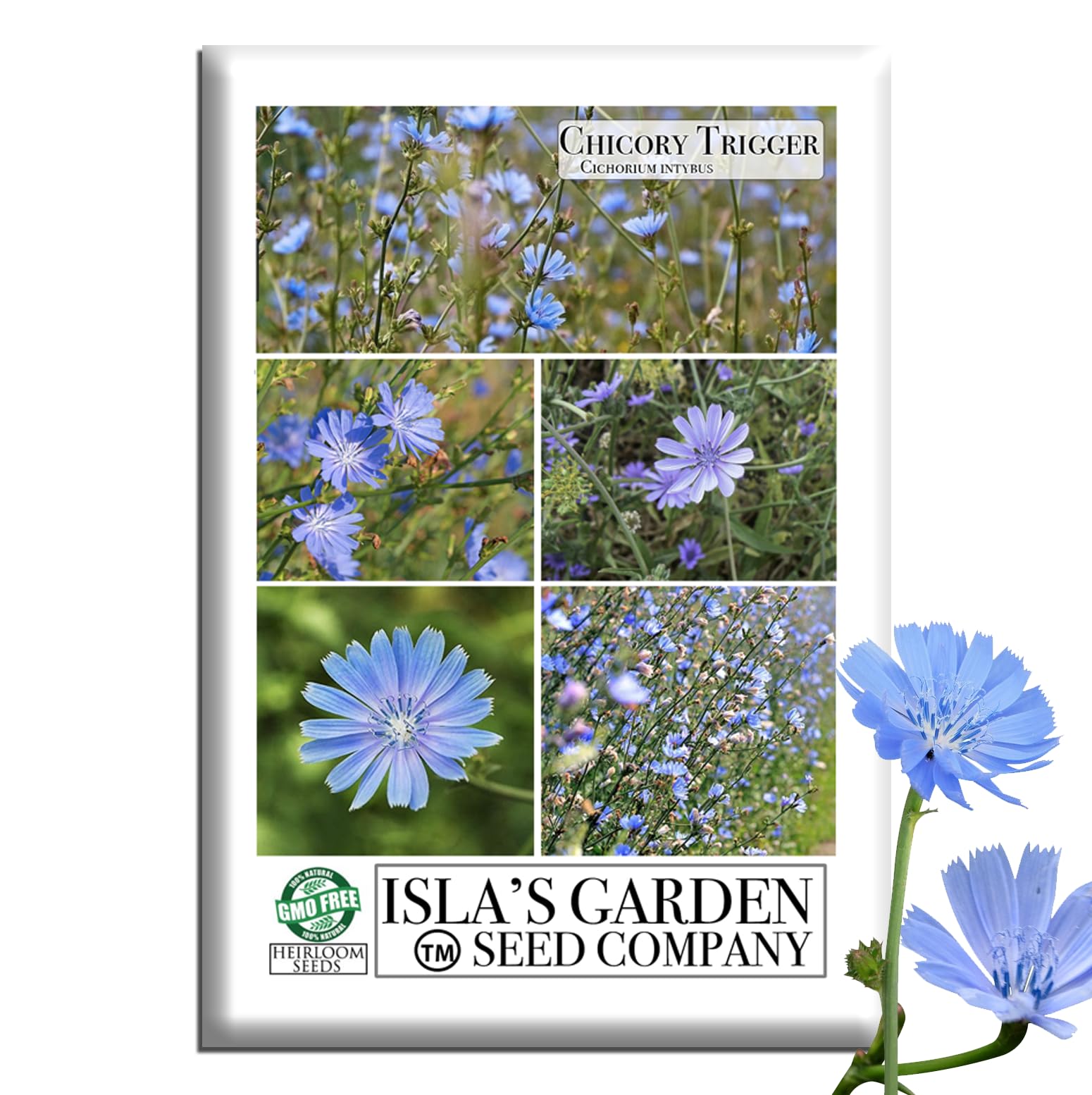 その他 chiory Amazon.com : Trigger Chicory Flower Seeds (Cichorium intybus