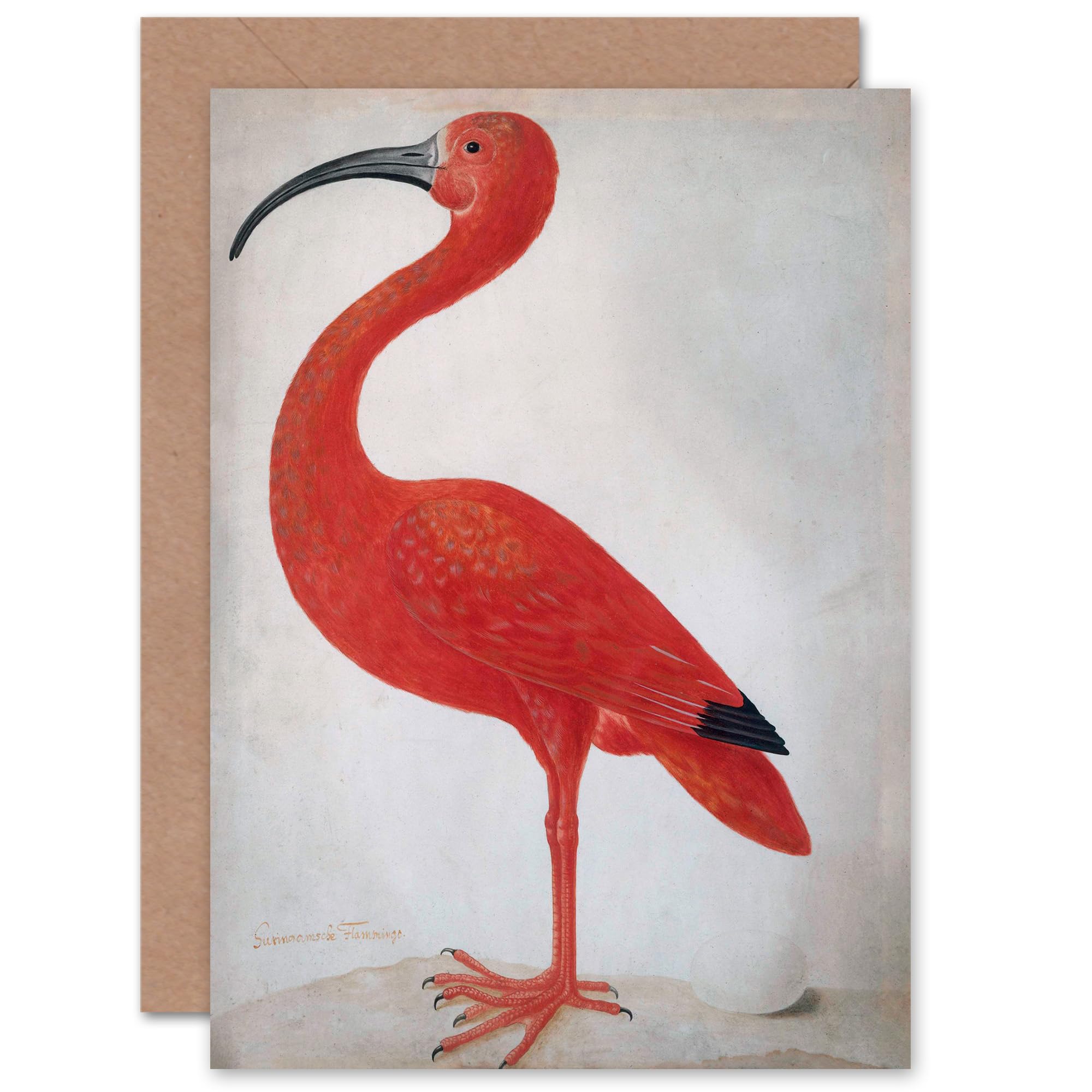 Red Ibis Scarlet Vintage Retro for Him Her All Occasions Blank Greeting Card