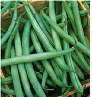 State Half Runner Pole Beans Seeds (20+ Seeds) | Non GMO | Vegetable Fruit Herb Flower Seeds for Planting | Home Garden Greenhouse Pack