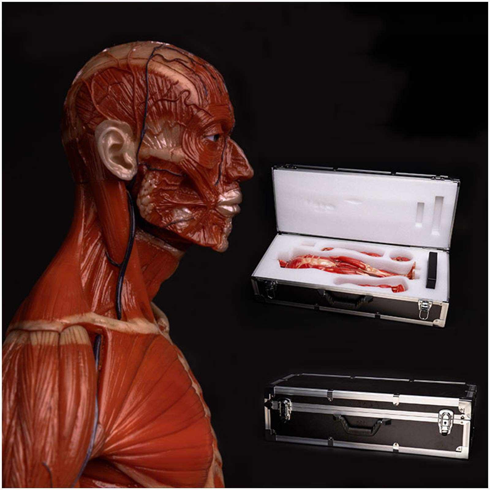 Sjdopulse Men's A Human Natomy Figure - Natomy Figure Mannequin Drawing Figures - 23.6 Inch Human Muscle Skeleton Natomical Model Painting Model - For Rtist Drawing Study (A)