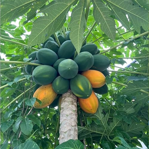Miniatura 5 de NiRwa 50 semillas de papaya cremosas de corazón rojo, lo mejor de las papayas para el jardín de tu hogar, frutas ricas, dulces y llenas de nutrientes
