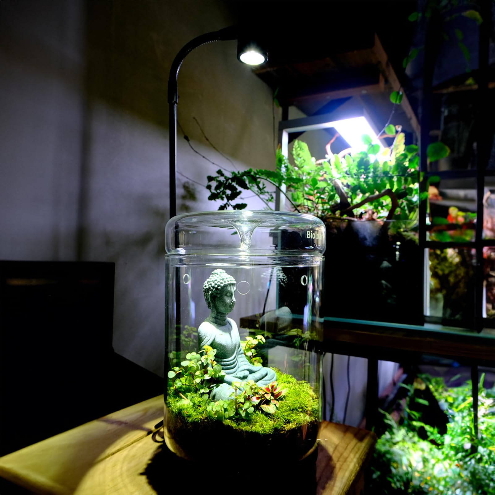 Terrarium en verre 12 x 17,5 cm pour plantes succulentes Plantes aériennes Fougère Mousse Micro paysage Vase pour la décoration de la maison Bureau Plateau de table Conteneur avec couvercle intérieur