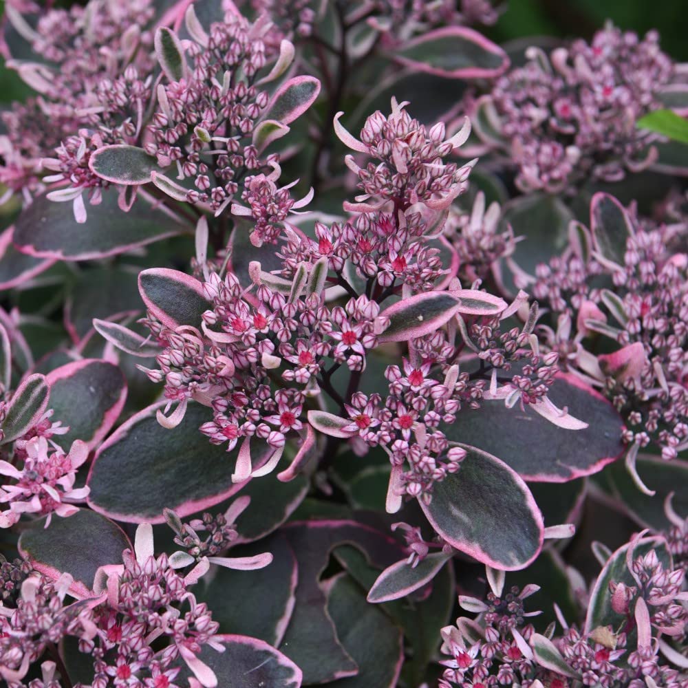 Sedum 'Sunsparkler Dream Dazzler' Plants Hylotelephium 'Wildfire