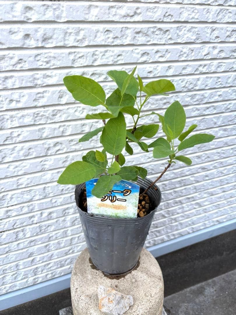 スモークツリー 超希少　正規品タグ付き　苗　ホワイトマジック　白　鉢ごと匿名発送 Amazon.co.jp: スモークツリー 超 苗 ホワイトマジック 白 鉢ごと