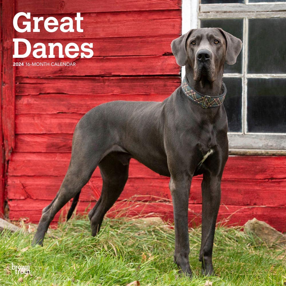 Great Danes International Edition | 2024 12 x 24 Inch Monthly Square Wall Calendar | BrownTrout | Animals Dog Breeds