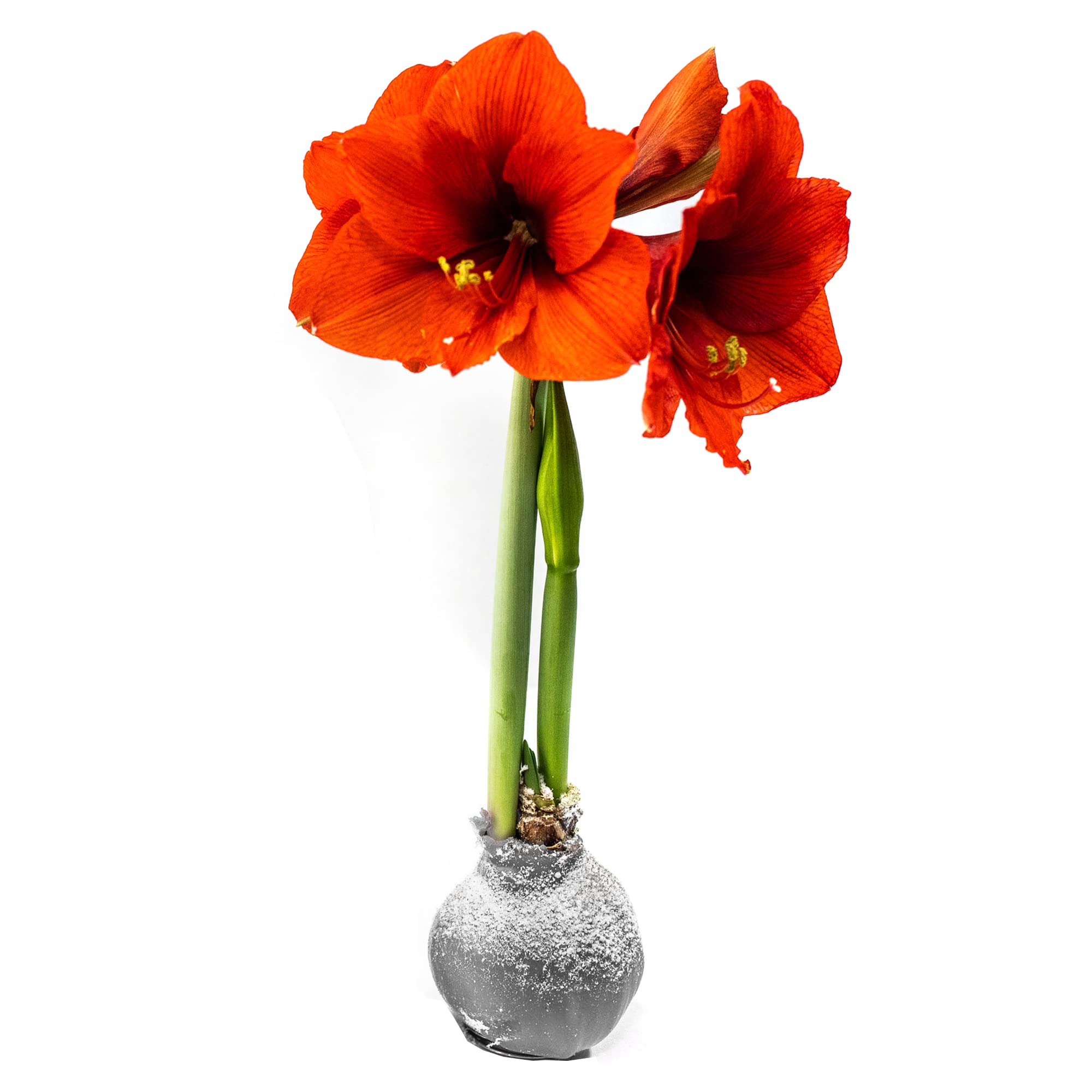 Snow Flecked Waxed Amaryllis Bulb