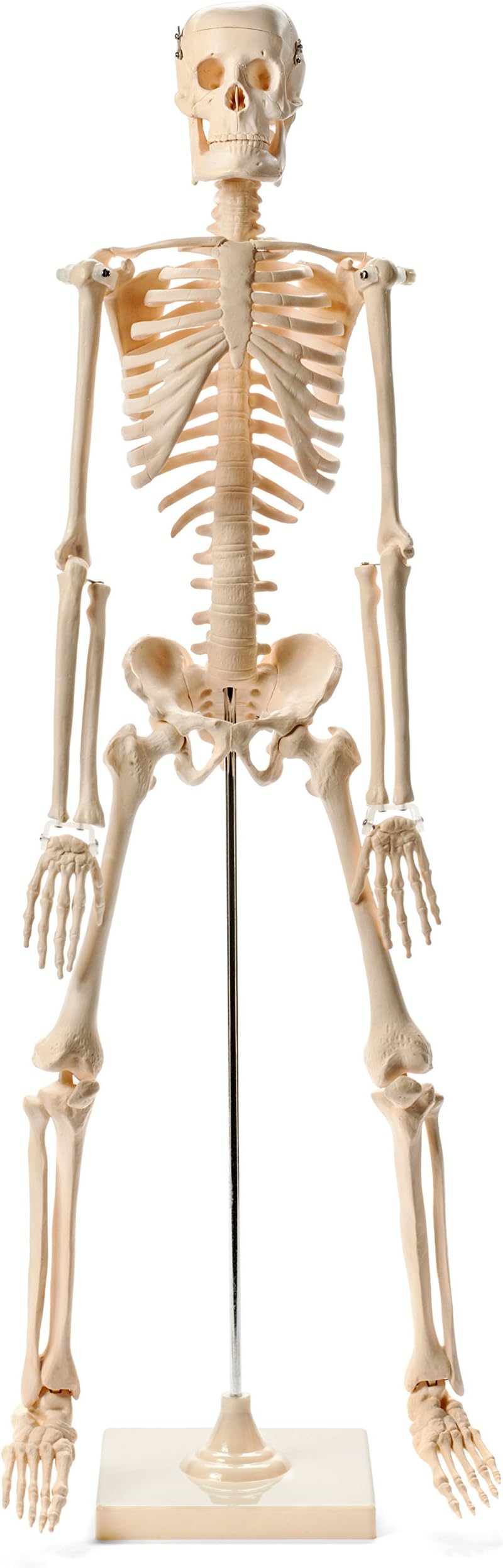 Anatomical Human Skeleton Model - 1/2 Life Sized - 85 cm with Metal Base