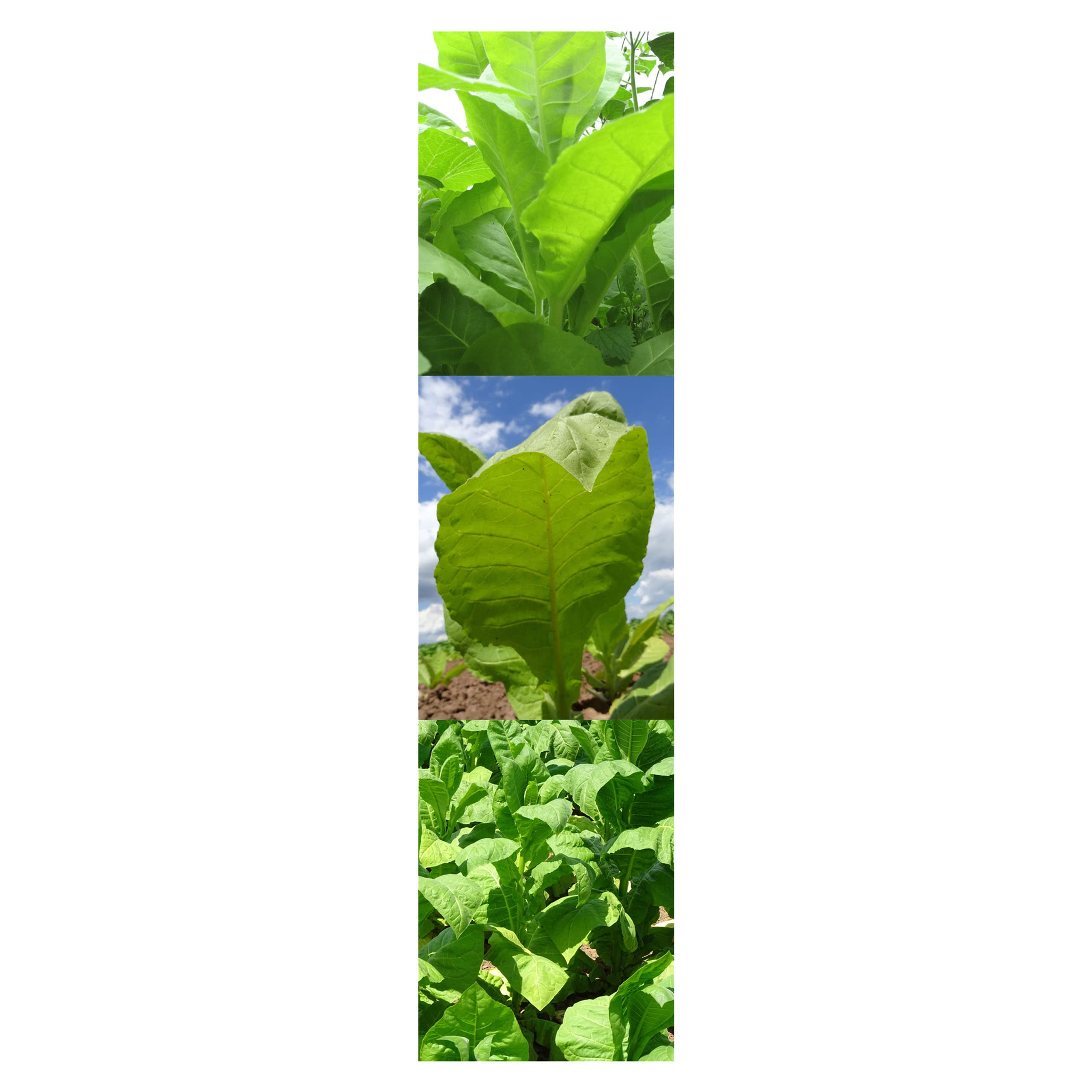 Cigar Tobacco