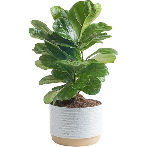 Costa Farms Baby Fiddle Leaf Fig Live Plant in Decorative Pot, Indoor Houseplant, Perfect for Home, Room, or Office Decor, Great House Warming or Birthday Gift, 12-18 Inches Tall