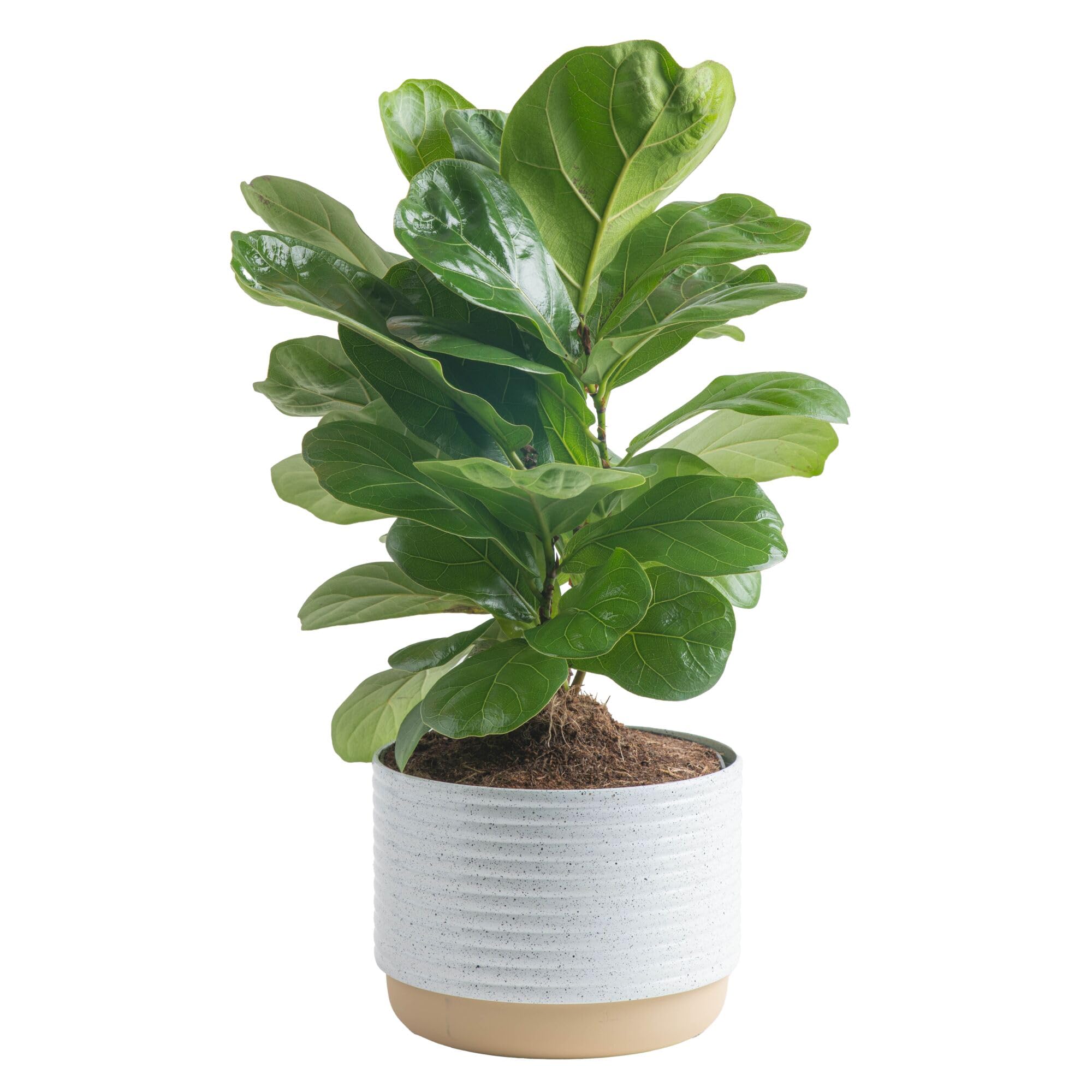 Costa Farms Baby Fiddle Leaf Fig