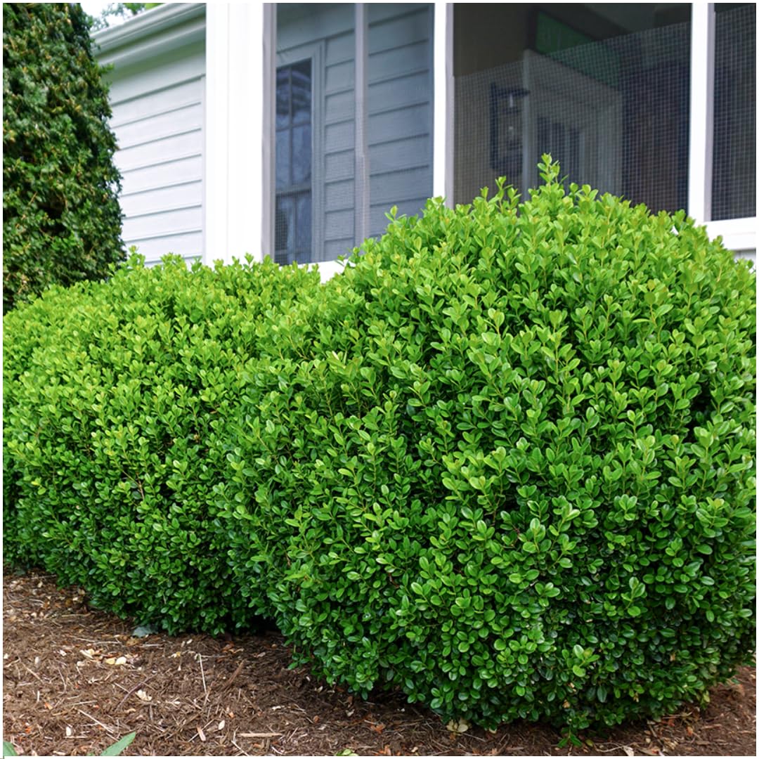 Piante di Bosso Sempreverde, per Siepi e Giardino, Verde, Set da 12