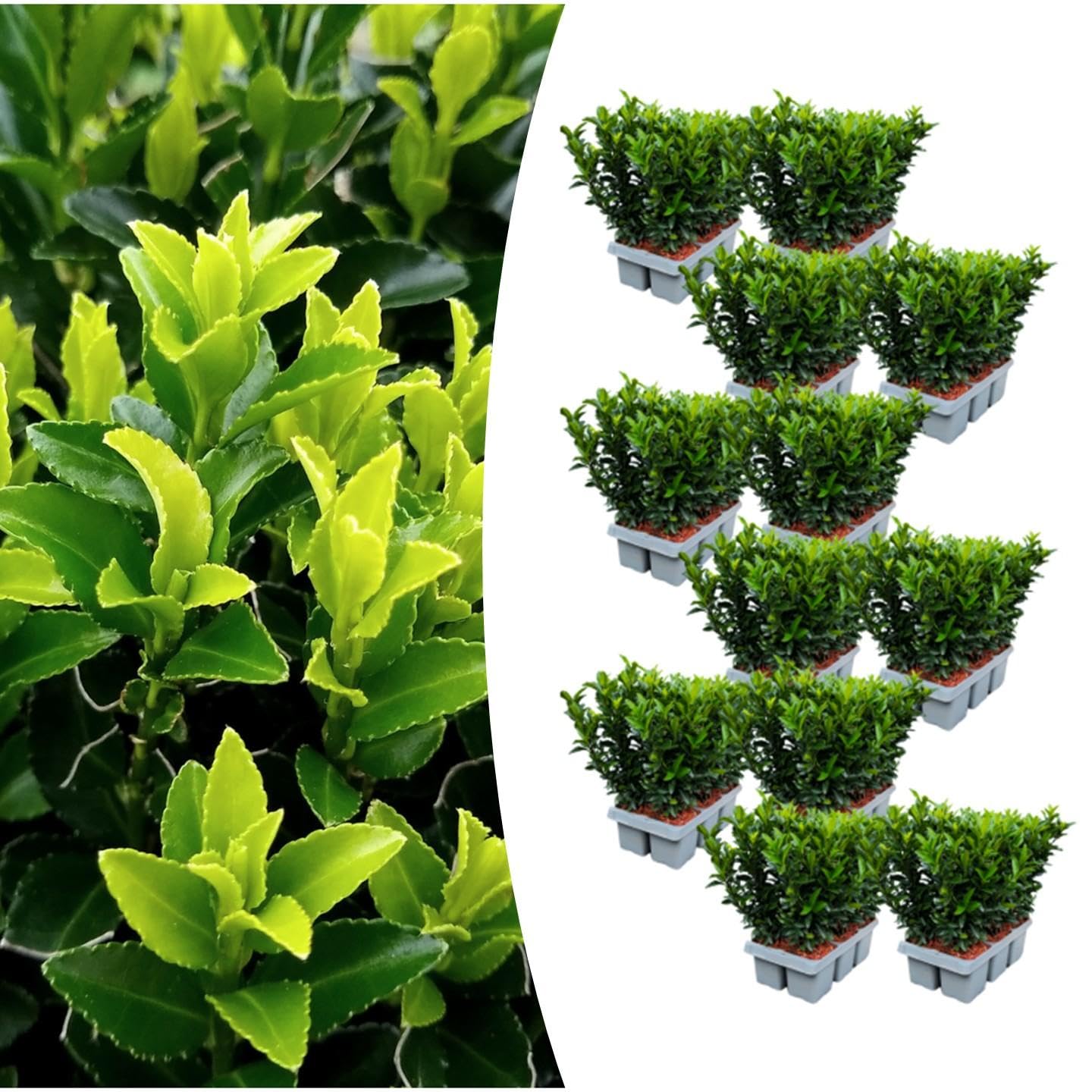 Euonymus 'Green Spire' | 72 piante - 15cm - Ø7cm