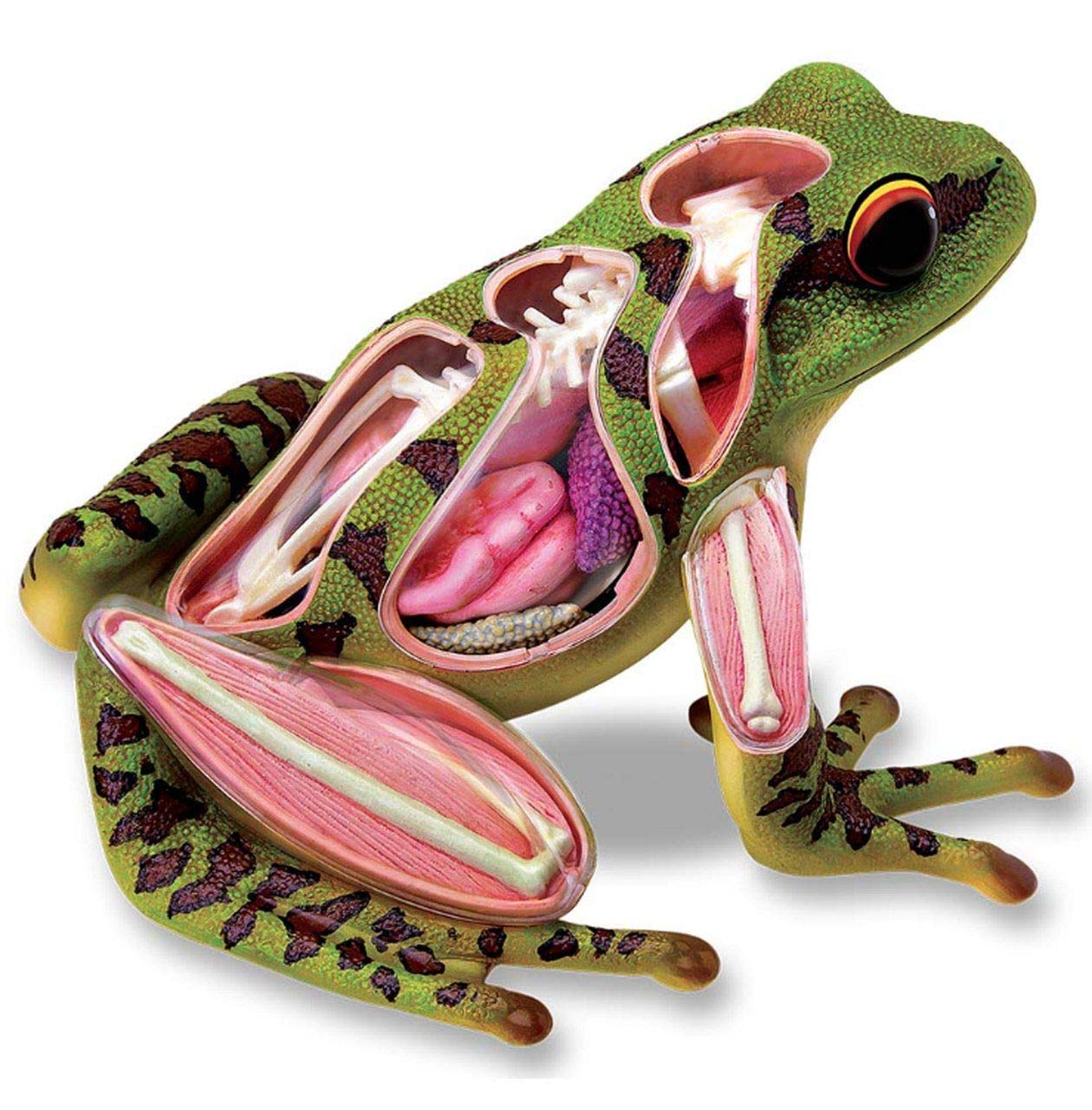 Organs Anatomy,4D Vision Frog Model Biology Science Organ Puzzle Assembly Labs Dissection for Educational Animal Toys Kids Children