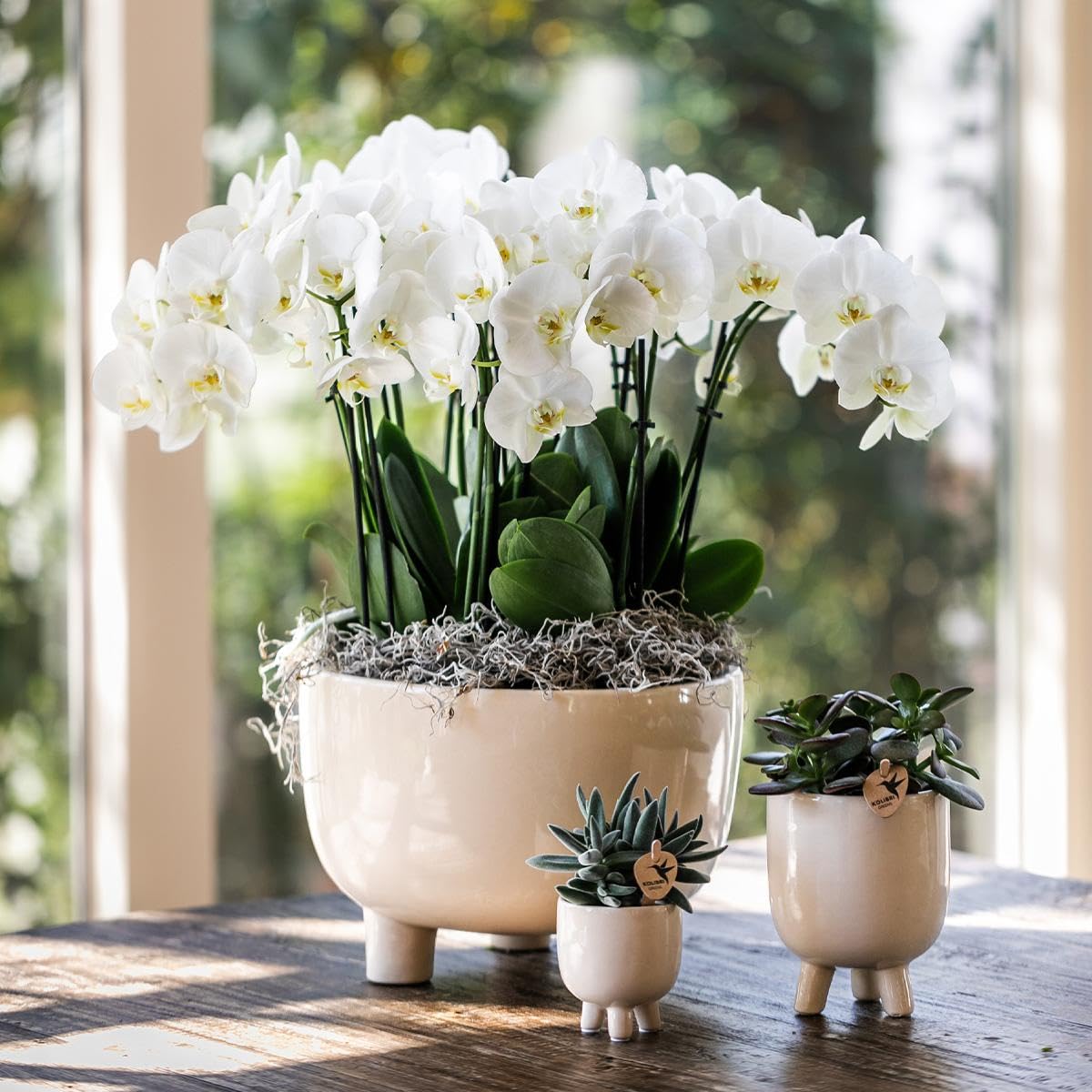 Kolibri Orchids Phalaenopsis Orchidée rouge Congo + pot en caoutchouc travertin Taille du pot Ø 9 cm – 40 cm de haut | Plante d'intérieur en pot de fleurs – Fraîcheur de cultivateur