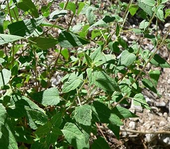 HealinGifts PRODIGIOSA dried herb 1 ounce