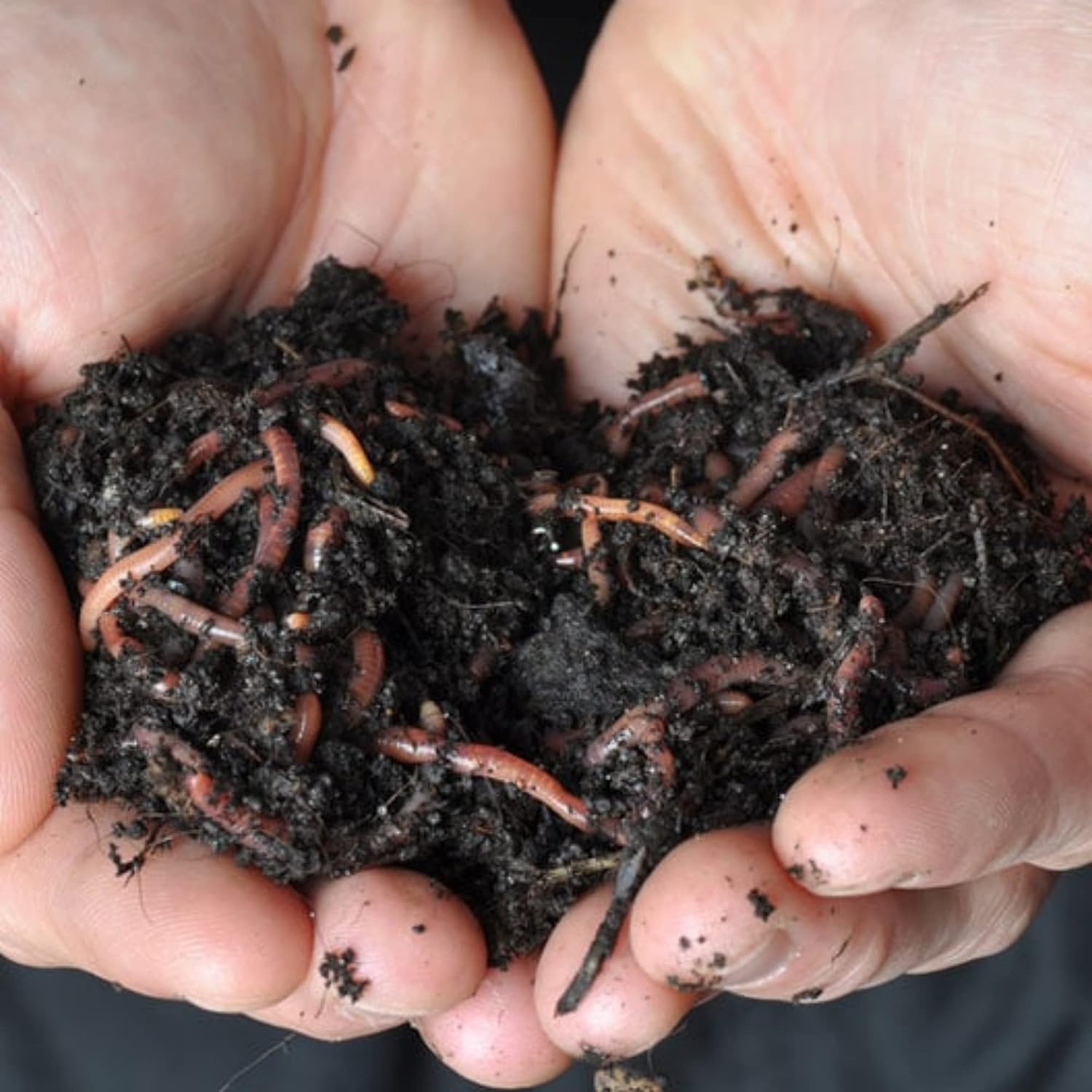 Durx-litecrete Best Value! 2000+ Red Wigglers Composting Worms Perfect for Worm Composting with Guaranteed Live Delivery Approximately 2 Pound Live Red Wiggler Worms Fast Delivery! (2000)