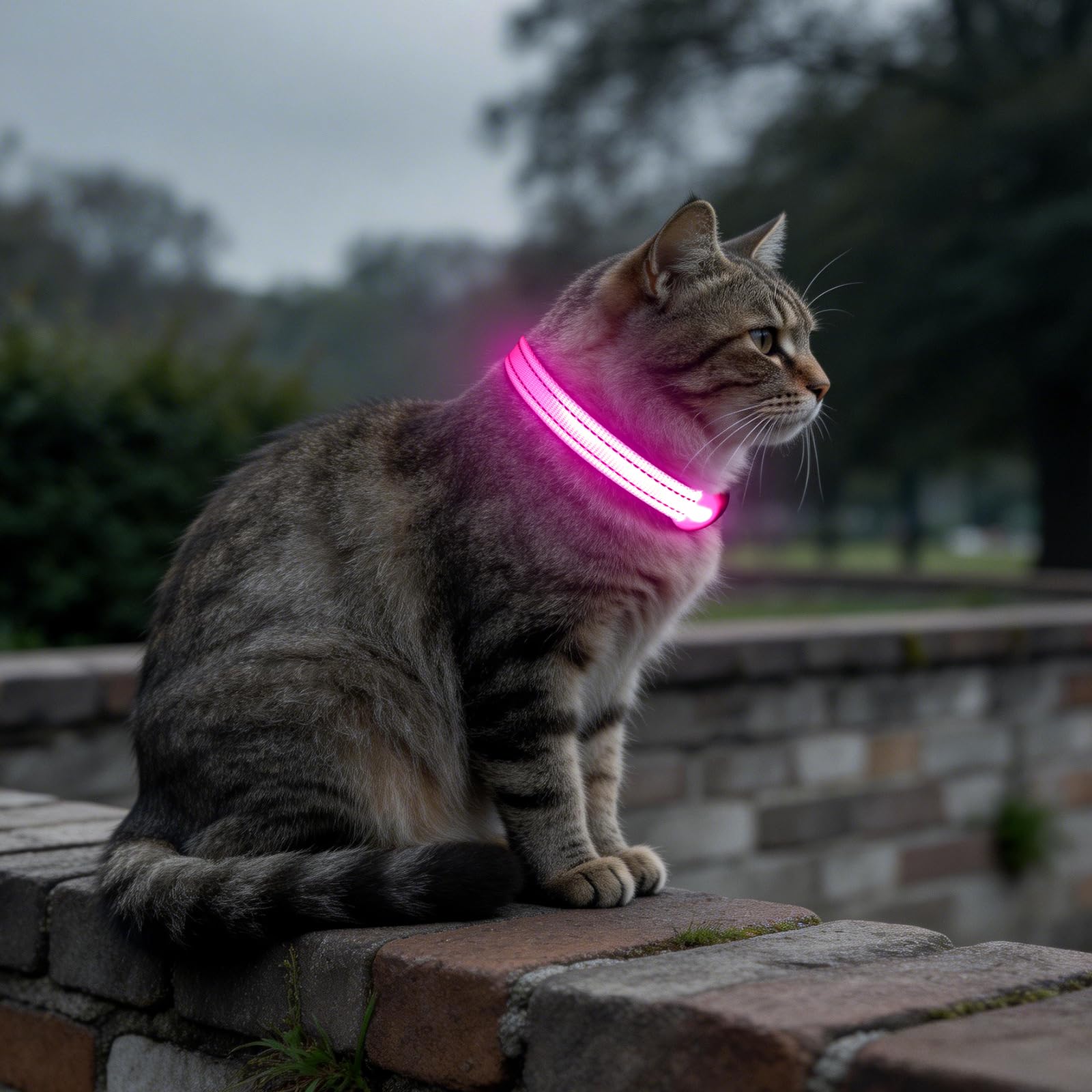 Clan_X cane collare, USB ricaricabile illuminazione LED per cani, Glow in Dark, riflettente collari Keep your Pets visibile & Safe, XS (8.5-11.8inch/21.5-29.9cm), Cotton Candy Pink
