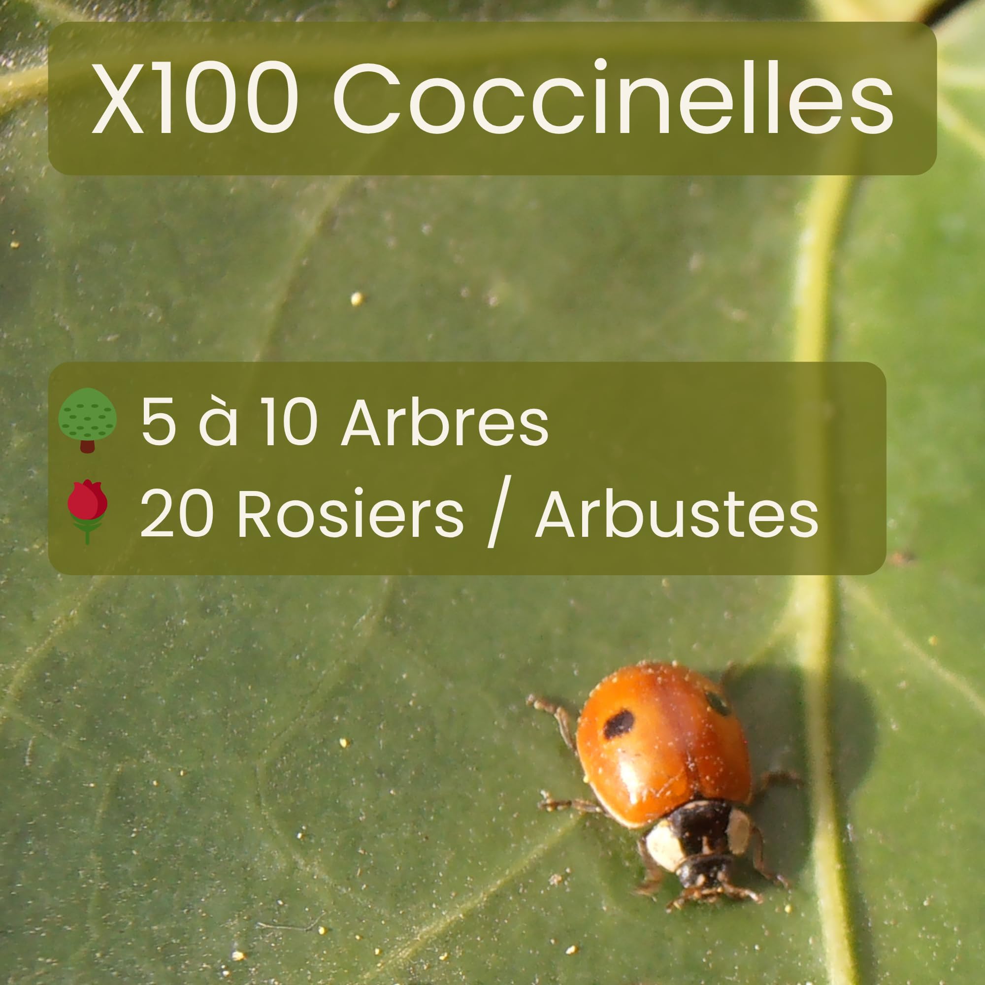 Coccinelles à 2 points anti pucerons des arbres fruitiers et ornementaux. Traitement biologique et naturel. (100 coccinelles pour 5 arbres)