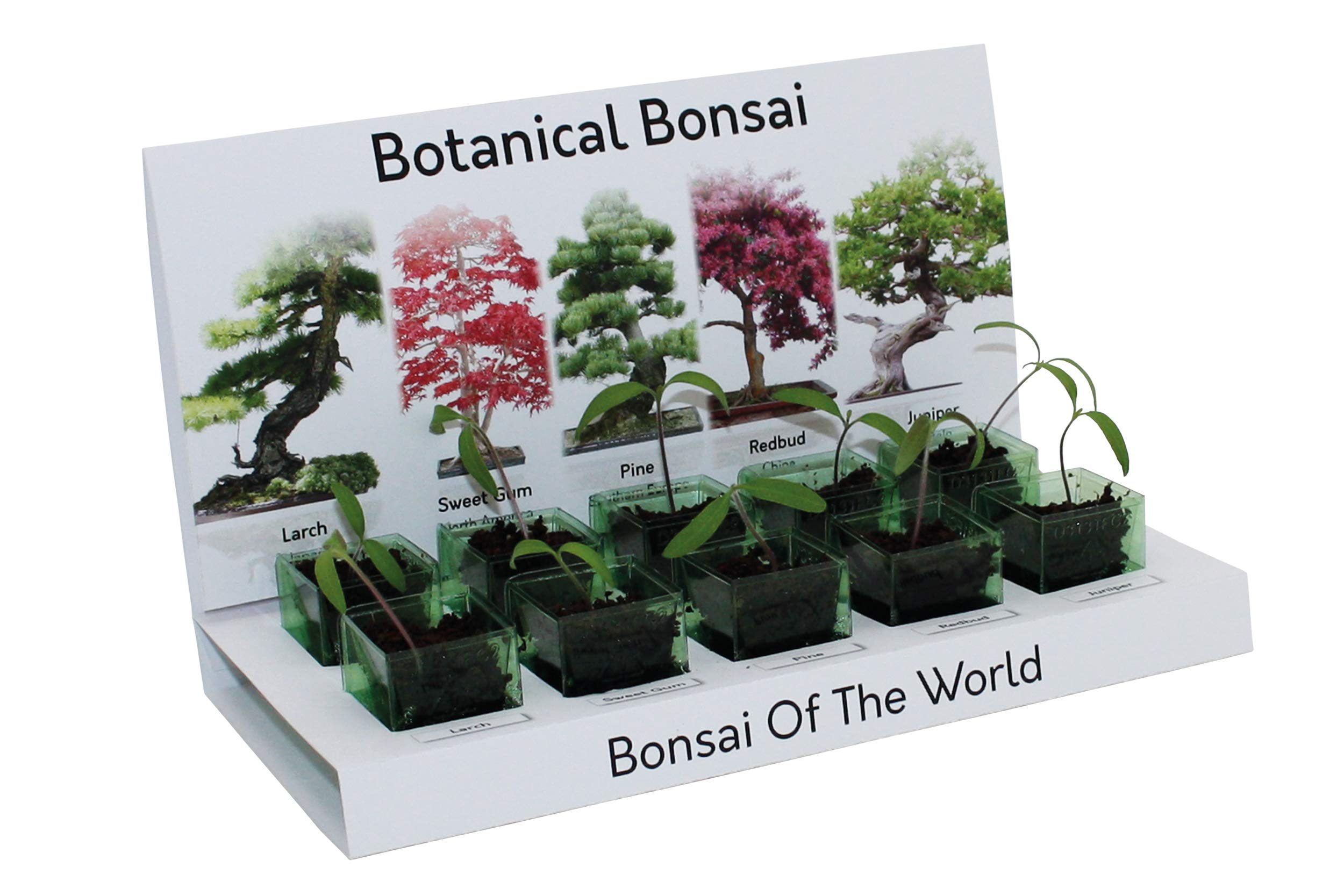 Bonsai Tree Grow Kit with 5 Different Seed Varieties of Bonsai Tree to