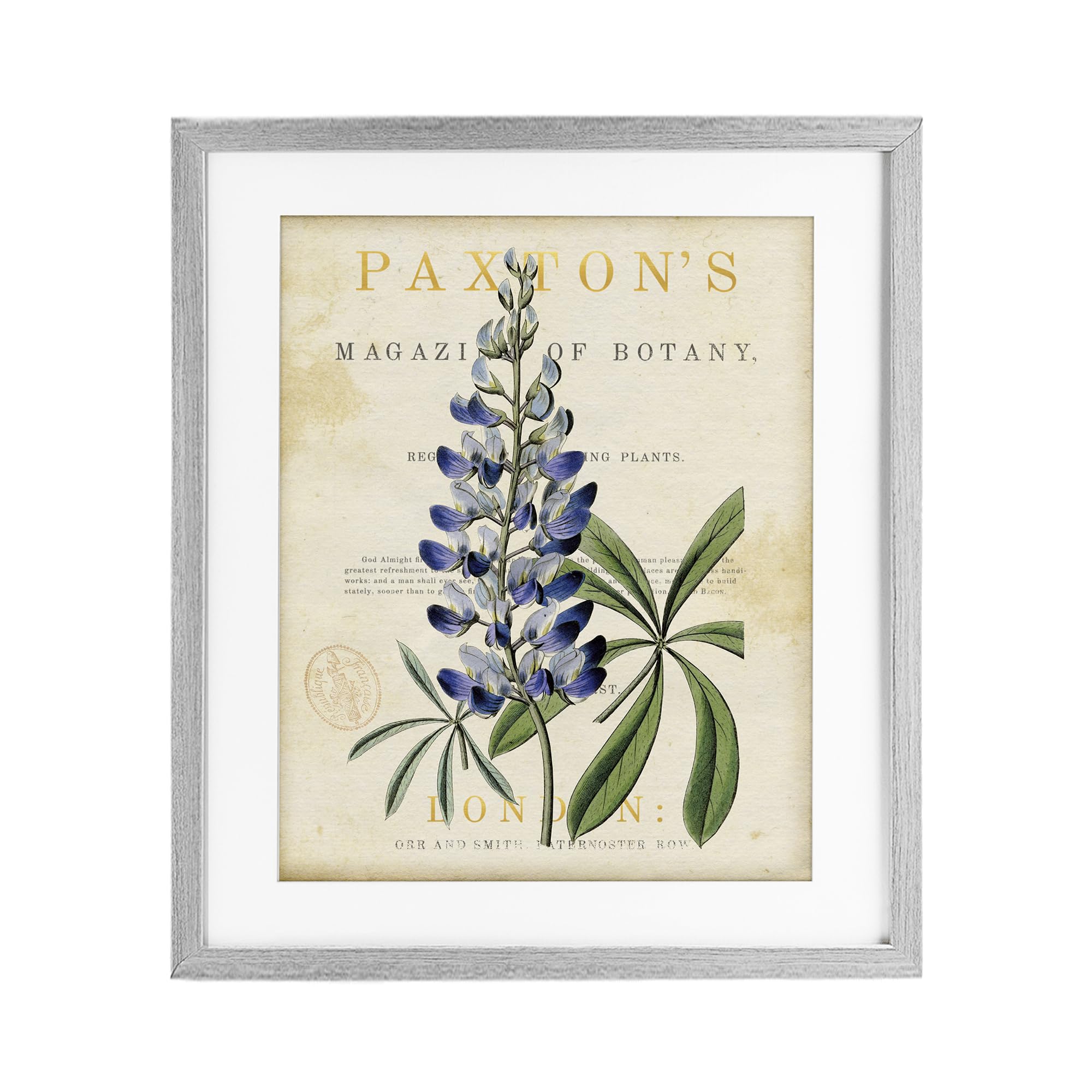 Stupell Industries Farmhouse Gray (Textured) 'Natural Botany Lupine'| Framed Print Under Glass