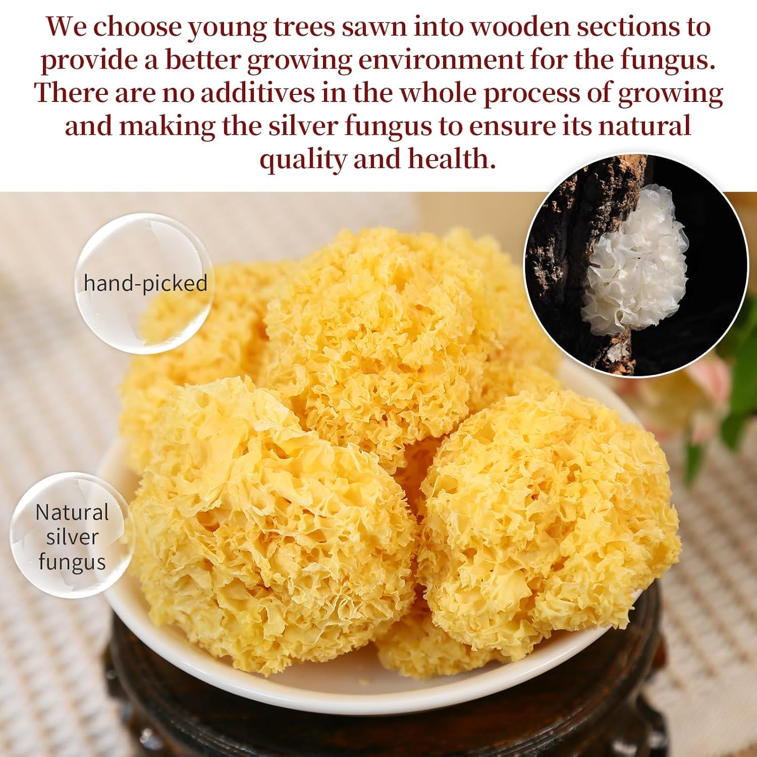 Hongos Blancos (Tremella Fuciformis), Hongos Nieve de Madera – 250g de Tremella Seca, Pequeños Hongos de Oído Plateado para Sopas y Postres – Naturales, Tendros y Nutritivos, Pequeños Tremella en Haya