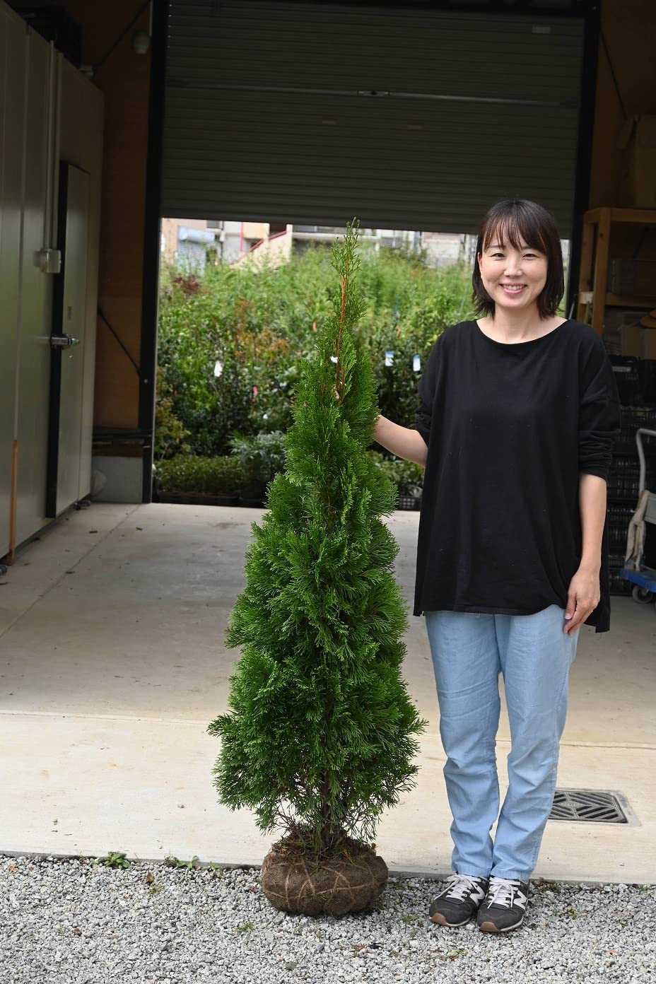 現品 ネズ ネズミサシ コニファー 特大苗 4mほど 山採り 現品 ネズ